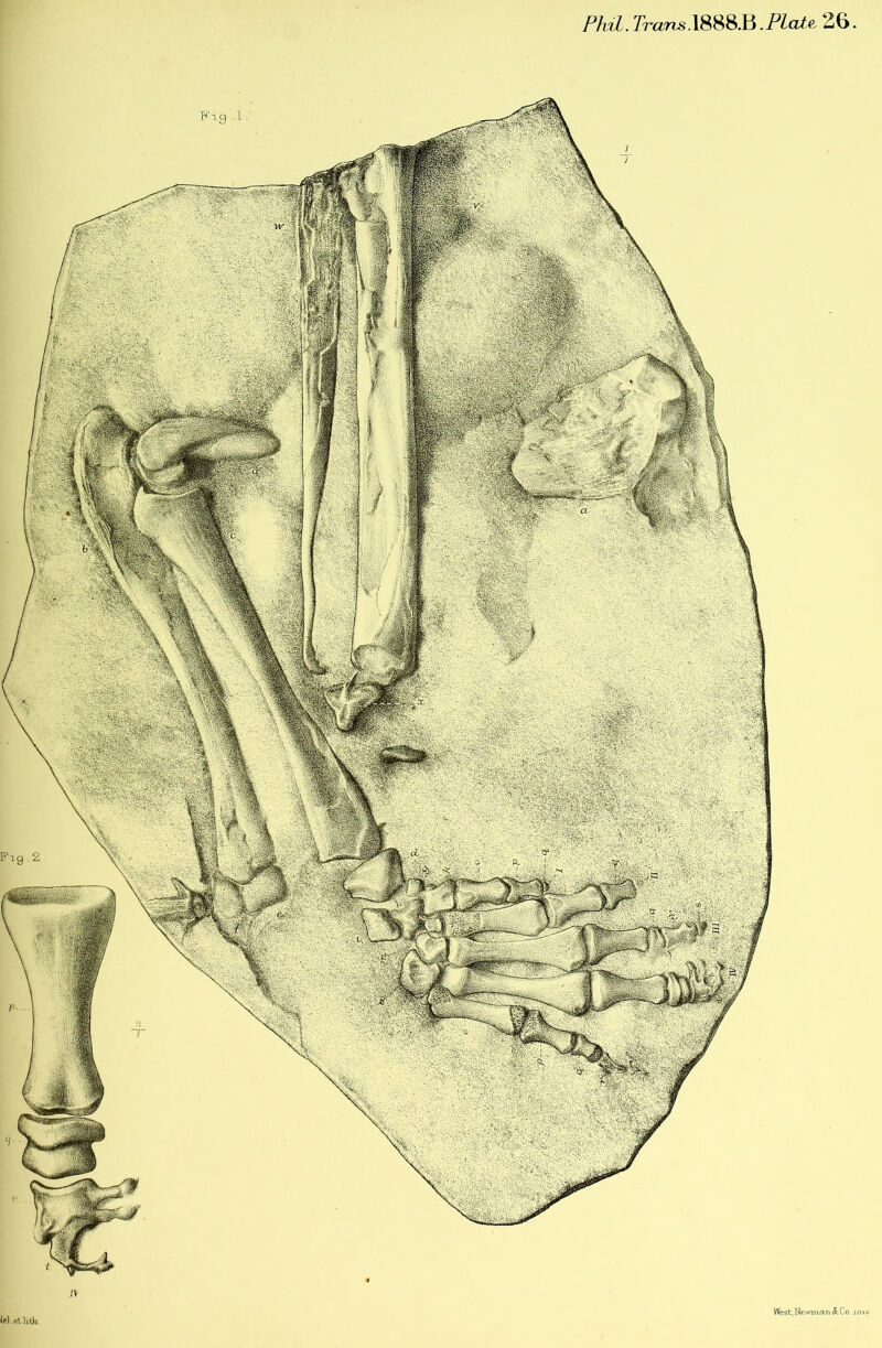 Phzl. Trans.\m&B.Plate 26 W.etlith West, Newman &Co. jm d %m