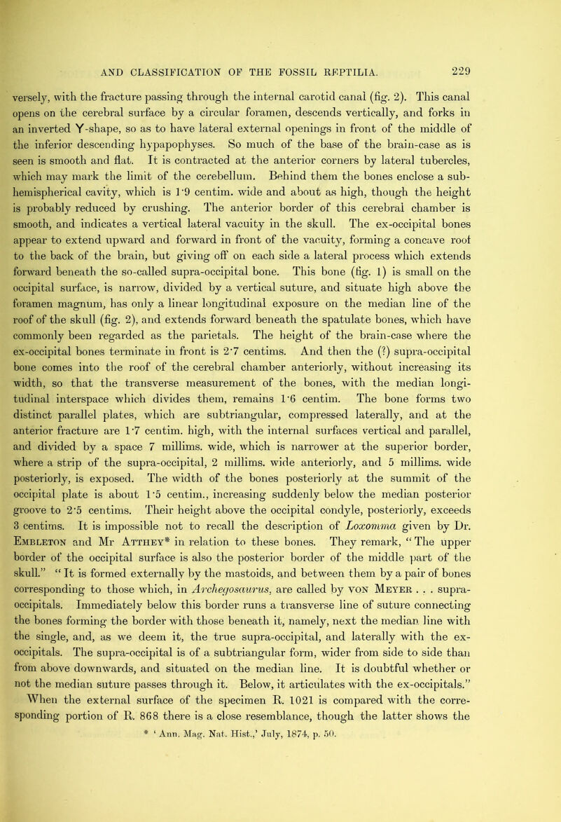 verselj, with the fracture passing through the internal carotid canal (fig. 2). This canal opens on the cerebral surface by a circular foramen, descends vertically, and forks in an inverted Y-shape, so as to have lateral external openings in front of the middle of the inferior descending hypapophyses. So much of the base of the brain-case as is seen is smooth and flat. It is contracted at the anterior corners by lateral tubercles, which may mark the limit of the cerebellum. Behind them the bones enclose a sub- hemispherical cavity, which is 1 '9 centim. wide and about as high, though the height is probably reduced by crushing. The anterior border of this cerebral chamber is smooth, and indicates a vertical lateral vacuity in the skull. The ex-occipital bones appear to extend upward and forward in front of the vacuity, forming a concave root to the back of the brain, but giving off on each side a lateral process which extends forward beneath the so-called supra-occipital bone. This bone (fig. 1) is small on the occipital surface, is narrow, divided by a vertical suture, and situate high above the foramen magnum, has only a linear longitudinal exposure on the median line of the roof of the skull (fig. 2), and extends forward beneath the spatulate bones, which have commonly been regarded as the parietals. The height of the brain-case where the ex-occipital bones terminate in front is 2'7 centims. And then the (?) supra-occipital bone comes into the roof of the cerebral chamber anteriorly, without increasing its width, so that the transverse measurement of the bones, with the median longi- tudinal interspace which divides them, remains 1'6 centim. The bone forms two distinct parallel plates, which are subtriangular, compressed laterally, and at the anterior fracture are 1‘7 centim. high, wdth the internal surfaces vertical and parallel, and divided by a space 7 millims. wide, which is narrower at the superior border, where a strip of the supra-occipital, 2 millims. wide anteriorly, and 5 millims. wide posteriorly, is exposed. The width of the bones posteriorly a,t the summit of the occipital plate is about 1‘5 centim., increasing suddenly below the median posterior groove to 2’5 centims. Their height above the occipital condyle, posteriorly, exceeds 3 centims. It is impossible not to recall the description of Loxomma given by Dr. Embleton and Mr Atthey* in relation to these bones. They remark, “ The upper border of the occipital surface is also the posterior border of the middle ]mrt of the skull.” “ It is formed externally by the mastoids, and between them by a pair of bones corresponding to those which, in Archegosaurus, are called by von Meyer . . . supra- occipitals. Immediately below this border runs a transverse line of suture connecting the bones forming the border with those beneath it, namely, next the median line with the single, and, as we deem it, the true supra-occipital, and laterally with the ex- occipitals. The supra-occipital is of a subtriangular form, wider from side to side than from above downwards, and situated on the median line. It is doubtful whether or not the median suture passes through it. Below, it articulates with the ex-occipitals.” When the external surface of the specimen B. 1021 is compared with the corre- sponding portion of R. 868 there is a close resemblance, though the latter shows the * ‘ Ann. Mag. Nat. Hist.,’ July, 1874, p. 50.