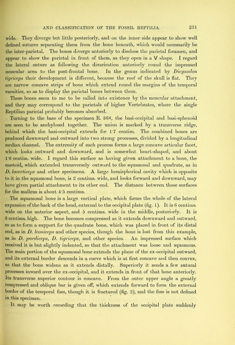 wide. They diverge but little posteriorly, and on the inner side appear to show well defined sutures separating them from the bone beneath, which would necessarily be the inter-parietal. The bones diverge anteriorly to disclose the parietal foramen, and appear to show the parietal in front of them, as they open in a V shape. I regard the lateral suture as following the divarication anteriorly round the impressed muscular area to the post-frontal bone. In the genus indicated by Dicynodon tigriceps their development is different, because the roof of the skull is flat. They are narrow concave strips of bone which extend round the margins of the temporal vacuities, so as to display the parietal bones between them. These bones seem to me to be called into existence by the muscular attachment, and they may correspond to the parietals of higher Vertebrates, where the single Keptilian parietal probably becomes absorbed. Turning to the base of the specimen K. 863, the basi-occipital and basi-sphenoid are seen to be anchylosed together. The union is marked by a transverse ridge, behind which the basi-occipital extends for 1‘7 centim. The combined bones are produced downward and outward into two strong processes, divided by a longitudinal median channel. The extremity of each process forms a large concave articular facet, which looks outwmrd and downward, and is somewhat heart-shaped, and about 1'6 centim. wide. I regard this surface as having given attachment to a bone, the mastoid, which extended transversely outward to the squamosal and quadrate, as in D. lacerticeps and other specimens. A large hemispherical cavity which is opposite to it in the squamosal bone, is 2 centims. wide, and looks forward and downward, may have given partial attachment to its other end. The distance between these surfaces for the malleus is about 4‘5 centims. The squamosal bone is a large vertical plate, which forms the whole of the lateral expansion of the back of the head, external to the occipital plate (fig. 1). It is 6 centims. wide on the anterior aspect, and 5 centims. wide in the middle, posteriorly. It is 8 centims. high. The bone becomes compressed as it extends downward and outward, so as to form a support for the quadrate bone, which was placed in front of ifs distal end, as in D. leoniceps and other species, though the bone is lost from this example, as in D. pardiceps, D. tigriceps, and other species. An impressed surface which received it is but slightly indented, so that the attachment was loose and squamous. The main portion of the squamosal bone extends the plane of the ex-occipital outward, and its external border descends in a curve which is at first concave and then convex, so that the bone widens as it extends distally. Superiorly it sends a few sutural processes inward over the ex-occipital, and it extends in front of that bone anteriorly. Its transverse superior contour is concave. From the outer upper angle a greatly compressed and oblique bar is given off, which extends forward to form the external border of the temporal foss, though it is fractured (fig. 2), and the foss is not defined in this specimen. It may be worth recording that the thickness of the occipital plate suddenly