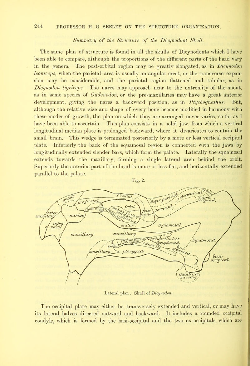 Summm y of the Structure of the Dicynodont Skull. The same plan of structure is found in all the skulls of Dicynodouts which I have been able to compare, airhough the proportions of the different parts of the head vary in the genera. The post-orbital region may be greatly elongated, as in Dicynodon leoniceps, when the parietal area is usually an angular crest, or the transverse expan- sion may be considerable, and the parietal region flattened and tabular, as in Dicynodon tigriceps. The nares may approach near to the extremity of the snout, as in some species of Oudenodon, or the pre-maxillaries may have a great anterior development, giving the nares a backward position, as in Ptychognathus. But, although the relative size and shape of every bone become modified in harmony with these modes of growth, the plan on which they are arranged never varies, so far as I have been able to ascertain. This plan consists in a solid jaw, from which a vertical longitudinal median plate is prolonged backward, where it divaricates to contain the small brain. This wedge is terminated posteriorly by a more or less vertical occipital j:)late. Interiorly the back of the squamosal region is connected with the jaws by longitudinally extended slender bars, which form the palate. Laterally the squamosal extends towards the maxillary, forming a single lateral arch behind the orbit. Superiorly the anterior part of the head is more or less flat, and horizontally extended parallel to the palate. Fig. 2. The occipital plate may either be transversely extended and vertical, or may have its lateral halves directed outward and backward. It includes a rounded occipital condyle, which is formed by the basi-occipital and the two ex-occipitals, which are