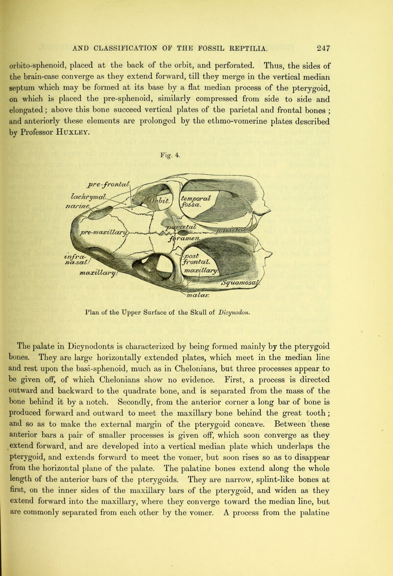 orbito-sphenoid, placed at the back of the orbit, and perforated. Thus, the sides of the brain-case converge as they extend forward, till they merge in the vertical median septum which may be formed at its base by a flat median process of the pterygoid, on which is placed the pre-sphenoid, similarly compressed from side to side and elongated; above this bone succeed vertical plates of the parietal and frontal bones ; and anteriorly these elements are prolonged by the ethmo-vomerine plates described by Professor Huxley. Fig. 4. jire-fronted, nurme. tem^oraZ fos&a. fronbaZ. \ Tuaxtlta maxi ^^amosoi malar. Plan of the Upper Surface of the Skull of Dicynodon. The palate in Dicynodonts is characterized by being formed mainly by the pterygoid bones. They axe large horizontally extended plates, which meet in the median line and rest upon the basi-sphenoid, much as in Chelonians, but three processes appear to be given off, of which Chelonians show no evidence. First, a process is directed outward and backward to the quadrate bone, and is separated from the mass of the bone behind it by a notch. Secondly, from the anterior corner a long bar of bone is produced forward and outward to meet the maxillary bone behind the great tooth; and so as to make the external margin of the pterygoid concave. Between these anterior bars a pair of smaller processes is given off, which soon converge as they extend forward, and are developed into a vertical median plate which underlaps the pterygoid, and extends forward to meet the vomer, but soon rises so as to disappear from the horizontal plane of the palate. The palatine bones extend along the whole length of the anterior bars of the pterygoids. They are narrow, splint-like bones at first, on the inner sides of the maxillary bars of the pterygoid, and widen as they extend forward into the maxillary, where they converge toward the median line, but are commonly separated from each other by the vomer. A process from the palatine