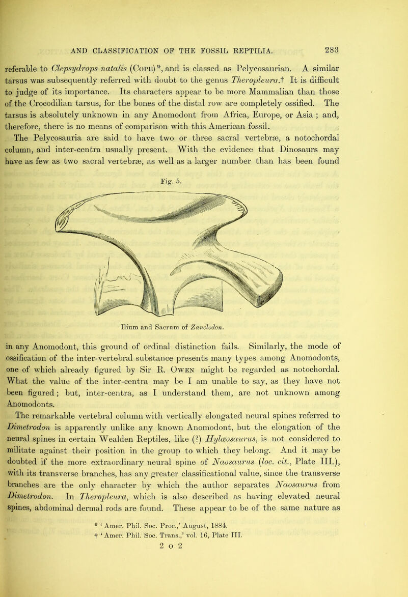 referable to Clepsydrops natcdis (Cope) and is classed as Pelycosaurian. A similar tarsus was subsequently referred with doubt to the genus Theropleitrod It is difficult to judge of its importance. Its characters appear to be more Mammalian than those of the Crocodilian tarsus, for the bones of the distal row are completely ossified. The tarsus is absolutely unknown in any Anomodont from Africa, Europe, or Asia ; and, therefore, there is no means of comparison with this American fossil. The Pelycosauria are said to have two or three sacral vertebrae, a notochordal column, and inter-centra usually present. With the evidence that Dinosaurs may have as few as two sacral vertebrae, as well as a larger number than has been found Fig. 5. in any Anomodont, this ground of ordinal distinction fails. Similarly, the mode of ossification of the inter-vertebral substance presents many types among Anomodonts, one of which already figured by Sir P. Owen might be regarded as notochordal. What the value of the inter-centra may be I am unable to say, as they have not been figured; but, inter-centra, as I understand them, are not unknown among Anomodonts. The remarkable vertebral column with vertically elongated neural spines referred to Dimetrodon is apparently unlike any known Anomodont, but the elongation of the neural spines in certain Wealden Reptiles, like (?) HylcBOsaurus, is not considered to militate against their position in the group to which they belong. And it may be doubted if the more extraordinary neural spine of Naosauras iloc. cit., Plate III.), with its transverse branches, has any greater classificational value, since the transverse branches are the only character by which the author separates Naosaiirus from Dimetrodon. In Theropleura, which is also described as having elevated neural spines, abdominal dermal rods are found. These appear to be of the same nature as * ‘ Amer. Phil. Soc. Proc.,’ August, 1884. t ‘Amer. Phil. Soc. Trans.,’ vol. 16, Plate III. 2 O 2