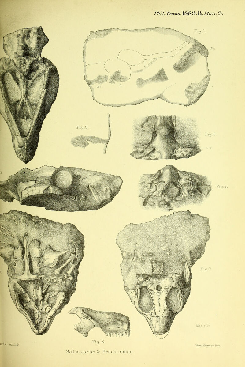 PhiL.Trcuns. 1889.B.7Yzito 9. iSisia PV ' ,G. a-TdadioatJitb, Gables a.iirus 2c Pro colophon West jNewmart imp.