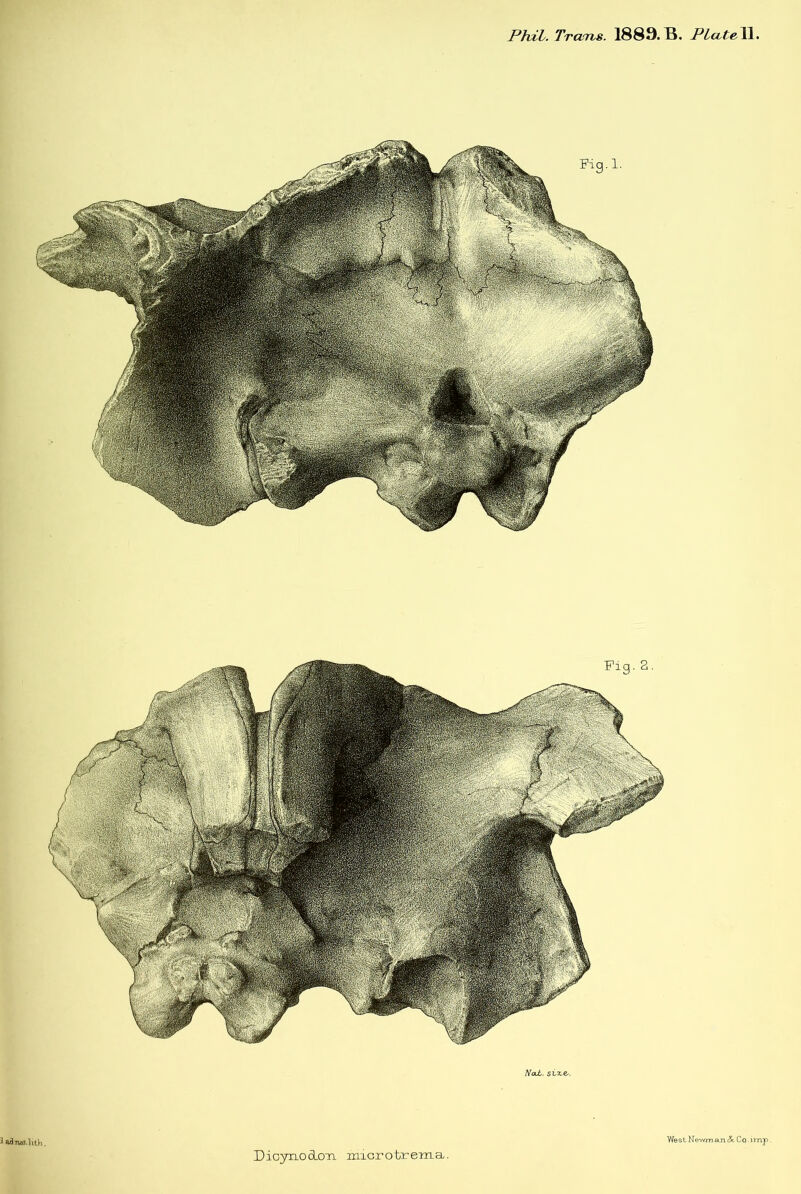 PhiL. Tranfhs. 1889.B, PlccteM\ Hcdc>. sixe^. 3 a^Tiat.lith. Dioynod.OTL microtrema. West Newman <5: Co imp.