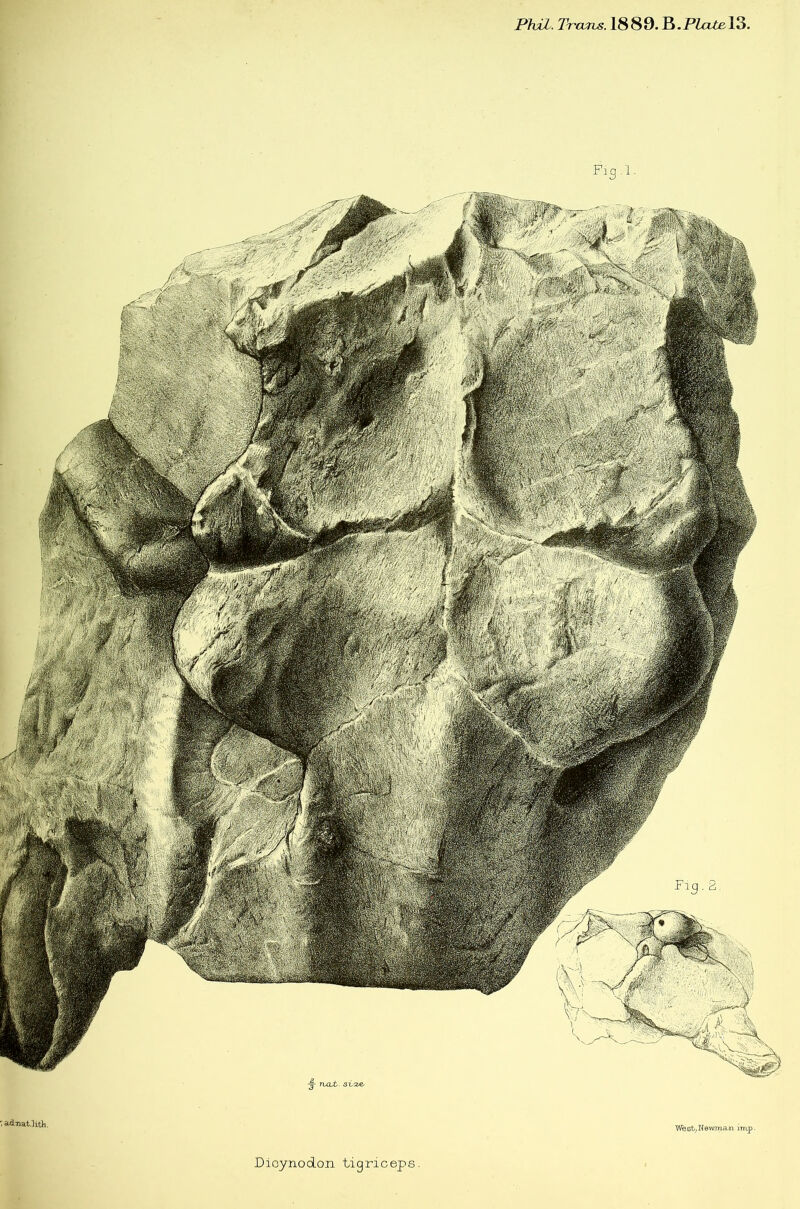 Phiz. Trcurhs. 1889. ; adnat.litW. We6t_,Newma-n imp- Dioynodon tigriceps