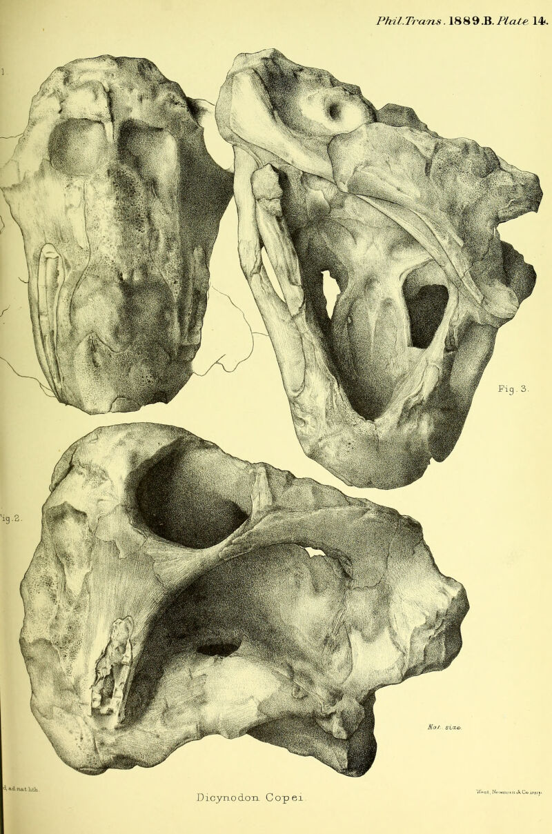 Phil.TrarrLS. 1889 .B. PicU€. 14<. Dicynodon Copei
