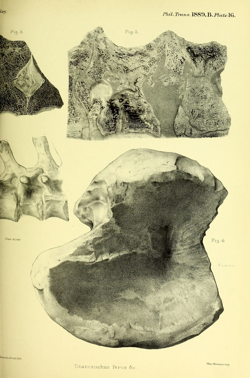 PInL. Ih-ans. 1889.B.PZ^tel6 hvy. -* s^ >^4 ’ ^li ■- - '^ ’.=' ,-*■ iff>, ,'V'Sl-j4‘:^j'-)V' ?«v *1' Jward,a^l,«,l|,tj, mp Ij Ianosuchu8 ferox 5cc.