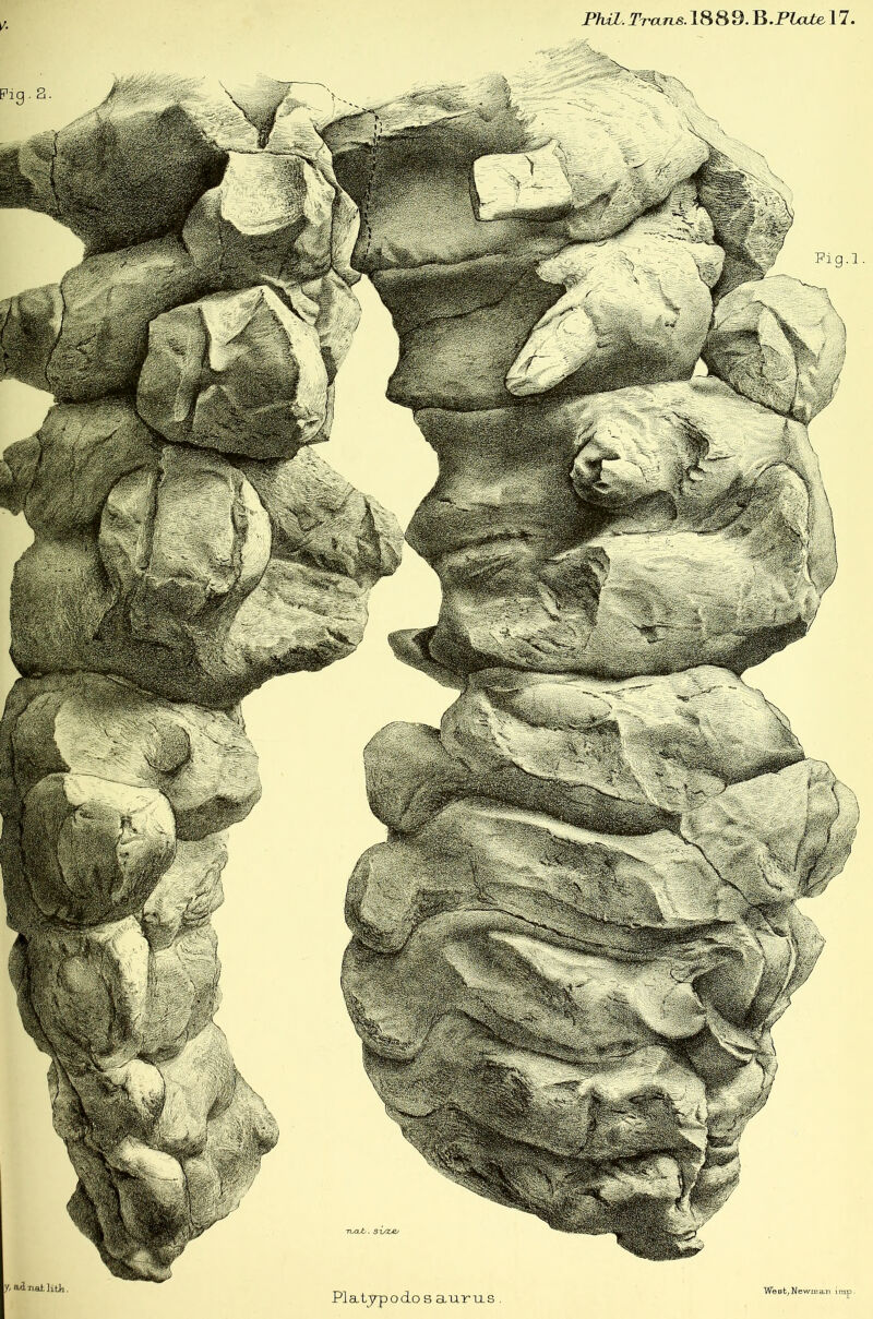 Phil. T^aTis. 1888. B.Ploie 17. TL/a-t-. si/Z^ y. a^naJ-.liUi
