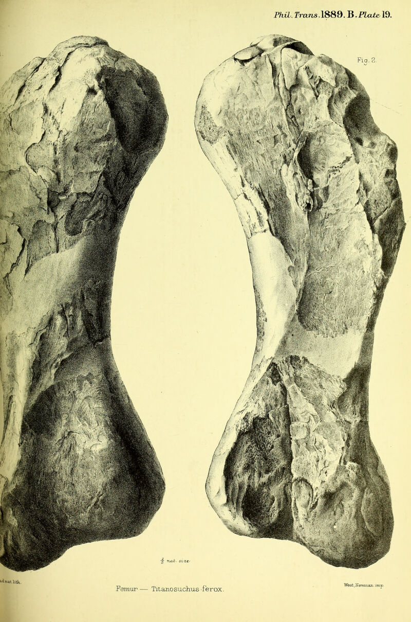 PhxL. Trcms.lSSQ. B.Platen 19. ^-ina-Uith. Femur— Titamosuchus'ferox. Westjls’ewj/ian iinp.
