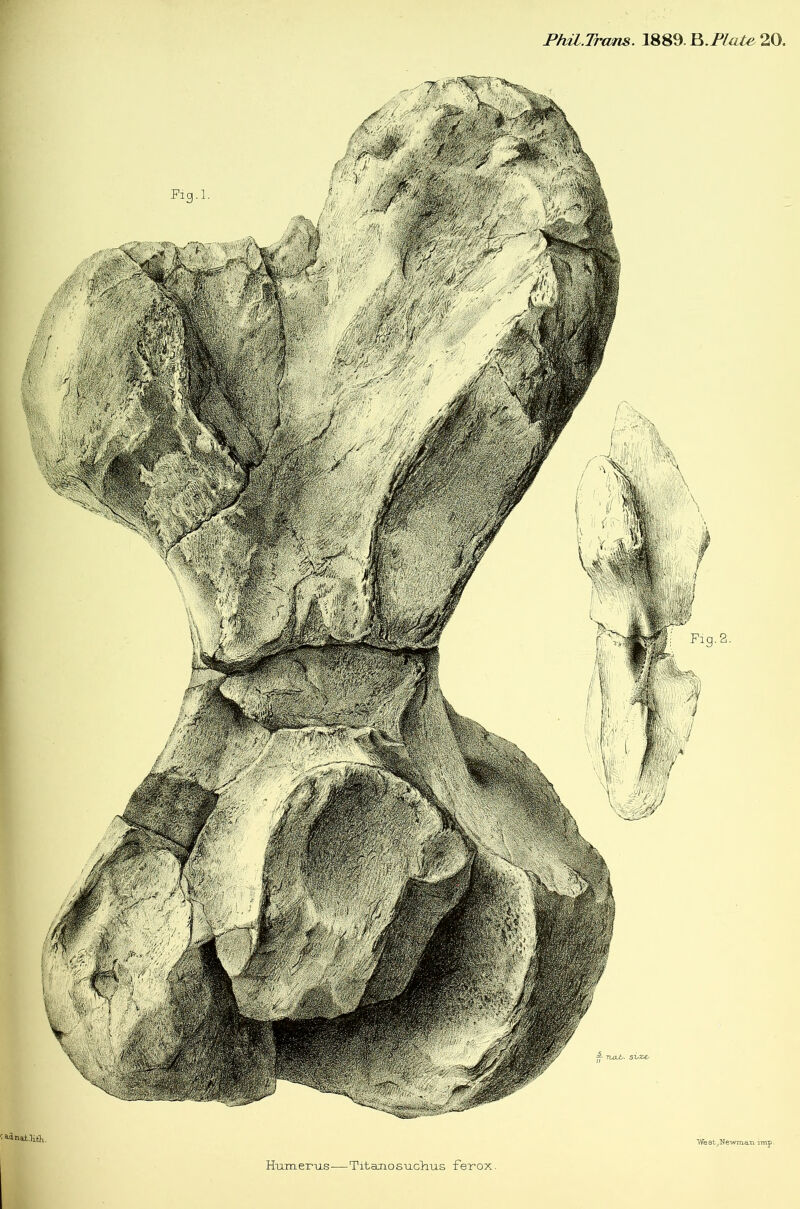 Phil.Trans. 1889. 20. ‘West_,NewmeLTi imp USTH/iji Humerus — TitanosucHus ferox.