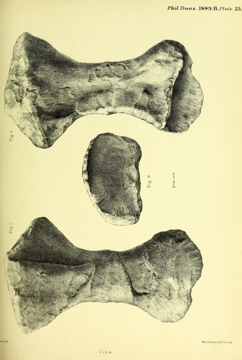 Phil.Trcorhs. 1889.B.PZ<x/^ 23 ‘Stt.lifh, West.Newmau &. Co.^rnp U In a.