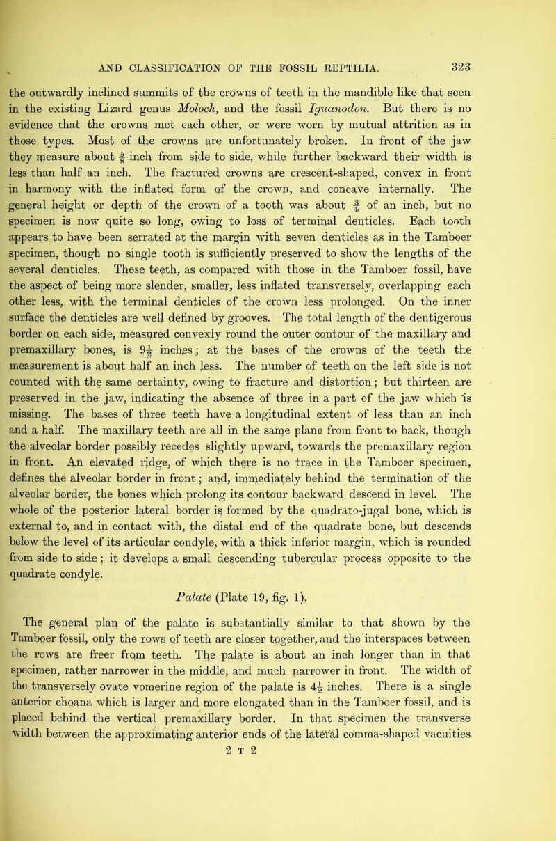 the outwardly inclined summits of the crowns of teeth in the mandible like that seen in the existing Lizard genus Moloch, and the fossil Iguanodon. But there is no evidence that the crowns met each other, or were worn by mutual attrition as in those types. Most of the crowns are unfortunately broken. In front of the jaw they measure about ■§ inch from side to side, while further backward their width is less than half an inch. The fractured crowns are crescent-shaped, convex in front in harmony with the inflated form of the crown, and concave internally. The general height or depth of the crown of a tooth was about f of an inch, but no specimei) is now quite so long, owiug to loss of terminal denticles. Each tooth appears to have been serrated at the margin with seven denticles as in the Tamboer specimen, though pio single tooth is sufficiently preserved to show the lengths of the several denticles. These teeth, as compared with those in the Tamboer fossil, have the aspect of being more slender, smallep, less inflated transversely, overlapping each other less, with the terminal denticles of the crown less prolonged. On the inner surface the denticles are well defined by grooves. The total length of the dentigerous border on each side, measured convexly round the outer contour of the maxillary and premaxillary bones, is 9^ inches; at the bases of the crowns of the teeth the measurement is about half an inch Jess. The number of teeth on the left side is not counted with the same certainty, owing to fracture and distortion; but thirteen are preserved in the jaw, indicating tfie absence of three in a part of the jaw which 'is missing. The bases of three teeth have a longitudinal extent of less than an inch and a half. The maxillary teeth are all in the sarne plane from front to back, though the alveolar border possibly recedes slightly upward, towards the premaxillary region in front. An elevated ridge, of which there is no trace in the Tamboer specimen, defines the alveolar border in front; and, immediately behind the termination of the alveolar border, the bones which prolong its contour b^ckwa-rd descend in level. The whole of the posterior lateral border is formed by the quadrato-jugal bone, which is external to, and in contact with, the distal end of the quadrate bone, but descends below the level of its articular condyle, with a thick inferior margin, wjiich is rounded from side to side; it develops a small descending tubercular process opposite to the quadrate Qondyle. Palate (Plate 19, fig. 1). The general plan of the palate is substantially sii^il^i^ to that shown by the Tamboer fossil, only the rows of teeth are closer together, and the interspaces between the rows are freer frqm teeth. Tfle palate is about an inch longer than in that specimen, rather narrower in the paiddle, and much narrower in front. The width of the transversely ovate vomerine region of the pajate is 4^ inches, There is a single anterior chqana vEich is larger and more elongated than in the Tamboer fossil, and is placed behind the vertical premaxillary border. In that specimen the transverse width between the approximating anterior ends of the lateral comma-shaped vacuities 2 T 2