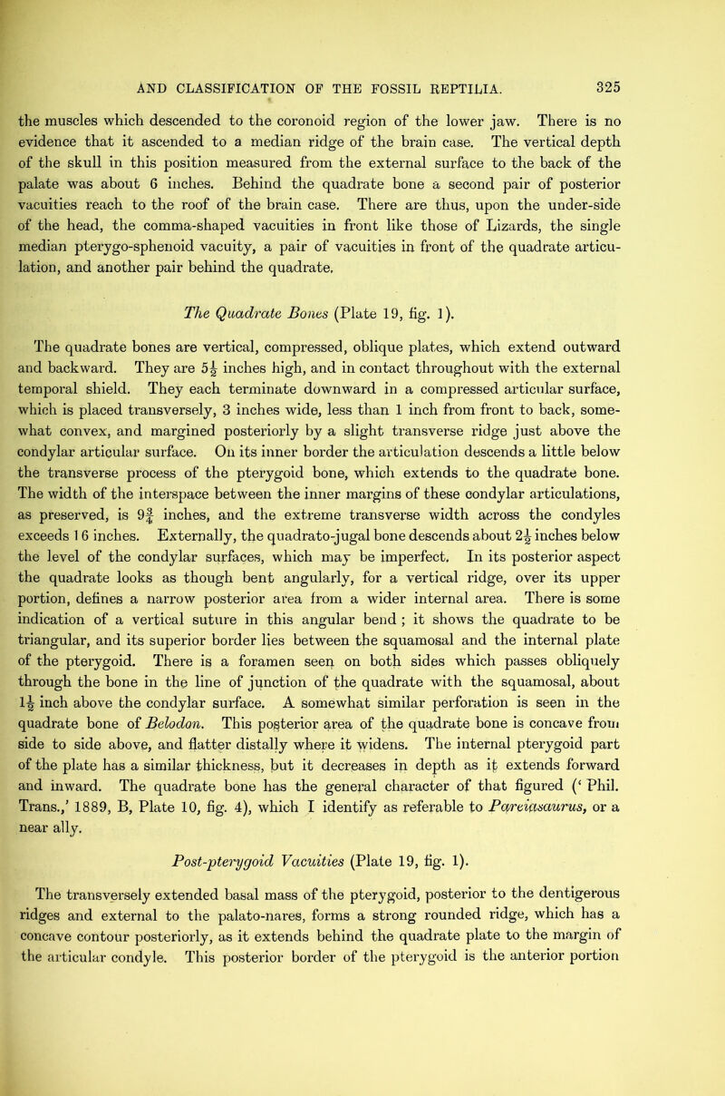 the muscles which descended to the coronoid region of the lower jaw. There is no evidence that it ascended to a median ridge of the brain case. The vertical depth of the skull in this position measured from the external surface to the back of the palate was about 6 inches. Behind the quadrate bone a second pair of posterior vacuities reach to the roof of the brain case. There are thus, upon the under-side of the head, the comma-shaped vacuities in front like those of Lizards, the single median pterygo-sphenoid vacuity, a pair of vacuities in front of the quadrate articu- lation, and another pair behind the quadrate. The Quadrate Bones (Plate 19, fig. 1). The quadrate bones are vertical, compressed, oblique plates, which extend outward and backward. They are 5^ inches high, and in contact throughout with the external temporal shield. They each terminate downward in a compressed articular surface, which is placed transversely, 3 inches wide, less than 1 inch from front to back, some- what convex, and margined posteriorly by a slight transverse ridge just above the condylar articular surface. On its inner border the articulation descends a little below the transverse process of the pterygoid bone, which extends to the quadrate bone. The width of the interspace between the inner margins of these condylar articulations, as preserved, is inches, and the extreme transverse width across the condyles exceeds 1 6 inches. Externally, the quadrato-jugal bone descends about 2^ inches below the level of the condylar surfaces, which may be imperfect. In its posterior aspect the quadrate looks as though bent angularly, for a vertical ridge, over its upper portion, defines a narrow posterior area from a wider internal area. There is some indication of a vertical suture in this angular bend ; it shows the quadrate to be triangular, and its superior border lies between the squamosal and the internal plate of the pterygoid. There is a foramen seep on both sides which passes obliquely through the bone in the line of junction of the quadrate with the squamosal, about 1^ inch above the condylar surface. A somewhat similar perforation is seen in the quadrate bone of Belodon. This posterior area of the quadrate bone is concave from side to side above, and flatter distally where it widens. The internal pterygoid part of the plate has a similar thickness, but it decreases in depth as it extends forward and inward. The quadrate bone has the general character of that figured (‘ Phil. Trans.,’ 1889, B, Plate 10, fig. 4), which I identify as referable to Pqreiasaurus, or a near ally. Post-pterygoid Vacuities (Plate 19, fig. 1). The transversely extended basal mass of the pterygoid, posterior to the dentigerous ridges and external to the palato-nares, forms a strong rounded ridge, which has a concave contour posteriorly, as it extends behind the quadrate plate to the margin of the articular condyle. This posterior border of the pterygoid is the anterior portion