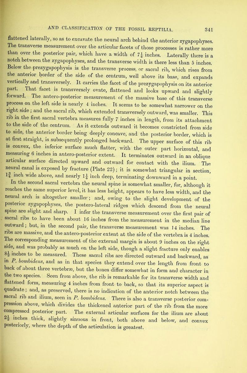 flattened laterally, so as to excavate the neural arch behind the anterior zygapophyses. The transverse measurement over the articular facets of those processes is rather more than over the posterior pair, which have a width of 7^ inches. Laterally there is a notch between the zygapophyses, and the transverse width is there less than 5 inches. Below the prezygapophysis is the transverse process, or sacral rib, which rises from the anterior border of the side of the centrum, well above its base, and expands vertically and transversely. It carries the facet of the prezygapophysis on its anterior part. That facet is transversely ovate, flattened and looks upward and slightly forward. The antero-posterior measurement of the massive base of this transverse process on the left side is nearly 4 inches. It seems to be somewhat narrower on the right side ; and the sacral rib, which extended transversely outward, was smaller. This rib in the first sacral vertebra measures fully 7 inches in length, from its attachment to the side of the centrum. As it extends outward it becomes constricted from side to side, the anterior border being deeply concave, and the posterior border, which is at first straight, is subsequently prolonged backward. The upper surface of this rib is convex, the inferior surface much flatter, with the outer part horizontal, and measuring 6 inches in antero-posterior extent. It terminates outward in an oblique articular surface directed upward and outward for contact with the ilium. The neural canal is exposed by fracture (Plate 22); it is somewhat triangular in section, I4 inch wide above, and neariy inch deep, terminating downward in a point. In the second sacral vertebra the neural spine is somewhat smaller, for, although it reaches the same superior level, it has less height, appears to have less width, and the neural arch is altogether smaller; and, owing to the slight development of the posterior zygapophyses, the postero-lateral ridges which descend from the neural spine are slight and sharp. I infer the transverse measurement over the first pair of sacral ribs to have been about 16 inches from the measurement in the median line outward; but, in the second pair, the transverse measurement was 14 inches. The ribs are massive, and the antero-posterior extent at the side of the vertebra is 4 inches. The corresponding measurement of the external margin is about 9 inches on the right side, and was probably as much on the left side, though a slight fracture only enables 82 inches to be measured. These sacral ribs are directed outward and backward, as in P. bombidens, and as in that species they extend over the length from front to back of about three vertebrae, but the bones differ somewhat in form and character in the two species. Seen from above, the rib is remarkable for its transverse width and flattened form, measuring 4 inches from front to back, so that its superior aspect is quadiate, and, as preserved, there is no indication of the anterior notch between the sacral rib and ilium, seen in P. bombidens. There is also a transverse posterior com- pression above, which divides the thickened anterior part of the rib from the more compressed posterior part. The external articular surfaces for the ilium are about 2^ inches thick, slightly sinuous in front, both above and below, and convex posteriorly, where the depth of the articulation is greatest.