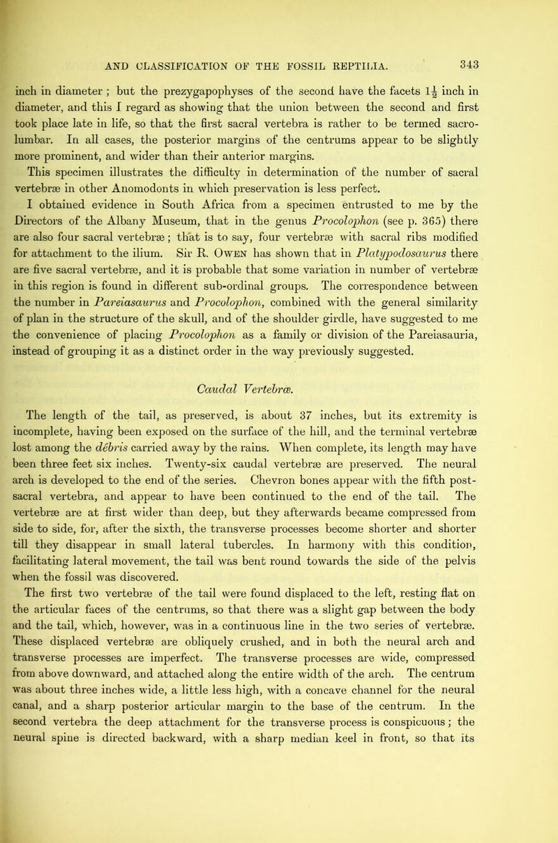 inch in diameter ; but the prezygapophyses of the second have the facets 1-| inch in diameter, aud this I regard as showing that the union between the second and first took place late in life, so that the first sacral vertebra is rather to be termed sacro- lumbar. In aU cases, the posterior margins of the centrums appear to be slightly more prominent, and wider than their anterior margins. This specimen illustrates the difficulty in determination of the number of sacral vertebrae in other Anomodonts in which preservation is less perfect. I obtained evidence in South Africa from a specimen entrusted to me by the Directors of the Albany Museum, that in the genus Procolophon (see p. 36.'5) there are also four sacral vertebrae; that is to say, four vertebrae with sacral ribs modified for attachment to the ilium. Sir R. Owen has shown that in Platypodosaurus there are five sacral vertebrae, and it is probable that some variation in number of vertebrae in this region is found in different sub-ordinal groups. The correspondence between the number in Pareiasaurus and Procolophon, combined with the general similarity of plan in the structure of the skull, and of the shoulder girdle, have suggested to me the convenience of placing Procolophon as a family or division of the Pareiasauria, instead of grouping it as a distinct order in the way previously suggested. Caudal Vertehrce. The length of the tail, as preserved, is about 37 inches, but its extremity is incomplete, having been exposed on the surface of the hill, and the terminal vertebrae lost among the debris carried away by the rains. When complete, its length may have been three feet six inches. Twenty-six caudal vertebrae are preserved. The neural arch is developed to the end of the series. Chevron bones appear with the fifth post- sacral vertebra, and appear to have been continued to the end of the tail. The vertebrae are at first ■wider than deep, but they afterwards became compressed from side to side, for, after the sixth, the transverse processes become shorter and shorter till they disappear in small lateral tubercles. In harmony with this condition, facilitating lateral movement, the tail was bent round towards the side of the pelvis when the fossil was discovered. The first two vertebrae of the tail were found displaced to the left, resting flat on the articular faces of the centrums, so that there was a slight gap between the body and the tail, which, however, w’as in a continuous line in the two series of vertebrae. These displaced vertebrae are obliquely crushed, and in both the neural arch and transverse processes are imperfect. The transverse processes are wide, compressed from above downward, and attached along the entire width of the arch. The centrum was about three inches wide, a little less high, with a concave channel for the neural canal, and a sharp posterior articular margin to the base of the centrum. In the second vertebra the deep attachment for the transverse process is conspicuous; the neural spine is directed backward, with a sharp median keel in front, so that its