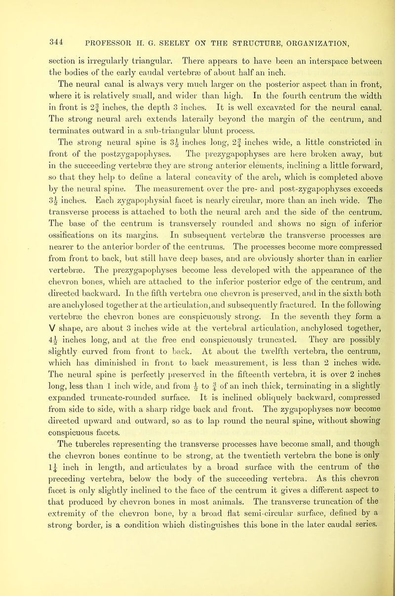 section is irregularly triangular. There appears to have been an interspace between the bodies of the early caudal vertebrse of about half an inch. The neural canal is always very much larger on the posterior aspect than in front, where it is relatively small, and wider than high. In the fourth centrum the width in front is 2|- inches, the depth 3 inches. It is well excava-ted for the neural canal. The strong neural arch extends laterally beyond the margin of the centrum, and terminates outward in a sub-triangular blunt process. The strong neural spine is 3g inches long, 2f inches wide, a little constricted in front of the postzygapophyses. The prezygapophyses are here broken away, but in the succeeding vertebra) they are strong anterior elements, inclining a little forward, so that they help to define a lateral concavity of the arch, which is completed above by the neural spine. The measurement over the pre- and post-zygapophyses exceeds 3^ inches. Each zygapophysial facet is nearly circular, more than an inch wide. The transverse process is attached to both the neural arch and the side of the centrum. The base of the centrum is transversely rounded and shows no sign of inferior ossifications on its margins. In subsequent vertebrae the transverse processes are nearer to the anterior border of the centrums. The processes become more compressed from front to back, but still have deep bases, and are obviously shorter than in earlier vertebrae. The prezygajDophyses become less developed with the appearance of the chevron bones, which are attached to the inferior posterior edge of the centrum, and directed backward. In the fifth vertebra one chevron is preserved, and in the sixth both are anchylosed together at the articulation, and subsequently fractured. In the following vertebrae the chevron bones are conspicuously strong. In the seventh they form a V shape, are about 3 inches wide at the vertebral articulation, anchylosed together, 4^ inches long, and at the free end conspicuously truncated. fhey are possibly slightly curved from front to back. At about the twelfth vertebra, the centrum, which has diminished in front to back measurement, is less than 2 inches wide. The neural spine is perfectly preserved in the fifteenth vertebra, it is over 2 inches long, less than 1 inch wide, and from ^ to f of an inch thick, terminating in a slightly expanded truncate-rounded surface. It is inclined obliquely backward, compressed from side to side, with a sharp ridge back and front. The zygapophyses now become directed upward and outward, so as to lap round the neural spine, without showing conspicuous facets. The tubercles representing the transverse processes have become small, and though the chevron bones continue to be strong, at the twentieth vertebra the bone is only inch in length, and articulates by a broad surface with the centrum of the preceding vertebra, below the body of the succeeding vertebra. As this chevron facet is only slightly inclined to the face of the centrum it gives a different aspect to that produced by chevron bones in most animals. The transverse truncation of the extremity of the chevron bone, by a broad flat semi-circular surface, defined by a strong border, is a condition which distinguishes this bone in the later caudal series.