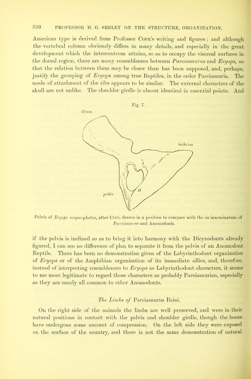 American type is derived from Professor Cope’s writing and figures ; and although the vertebral column obviously differs in many details, and especially in the great development ’svhich the intercentrum attains, so as to occupy the visceral surfaces in the dorsal region, there are many resemblances between Pareiasaiirus and Eryops, so that the relation between them may be closer than has been supposed, and, perhaps, justify the grouping of Eryops among true Keptiles, in the order Pareiasauria. The mode of attachment of the ribs appears to be similar. The external characters of the skull are not unlike. The shoulder girdle is almost identical in essential points. And Fig. 7. timm Pelvis of Eryops megaceplialus, after Co?E, drawn in a position to compare with ihe os innominatum of Pareiasaiirus and Anoinodonts. if the pelvis is inclined so as to bring it into harmony with the Dicynodonts already figured, I can see no difference of plan to separate it from the pelvis of an Anomodont Peptile. There has been no demonstration given of the Labyrinthodont organization of Eryo2os or of the Amphibian organisation of its immediate allies, and, therefore, instead of interpreting resemblances to Eryops as Labyrinthodont characters, it seems to me more legitimate to regard those characters as j^robably Pareiasaurian, especially as they are nearly all common to other Anoinodonts. The Limbs of Pareiasaiirus Baini. On the right side of the animals the limbs are well preserved, and were in their natural positions in contact with the pelvis and shoulder girdle, though the bones have undergone some amount of compression. On the left side they were exposed on the surface of the country, and there is not the same demonstration of natural