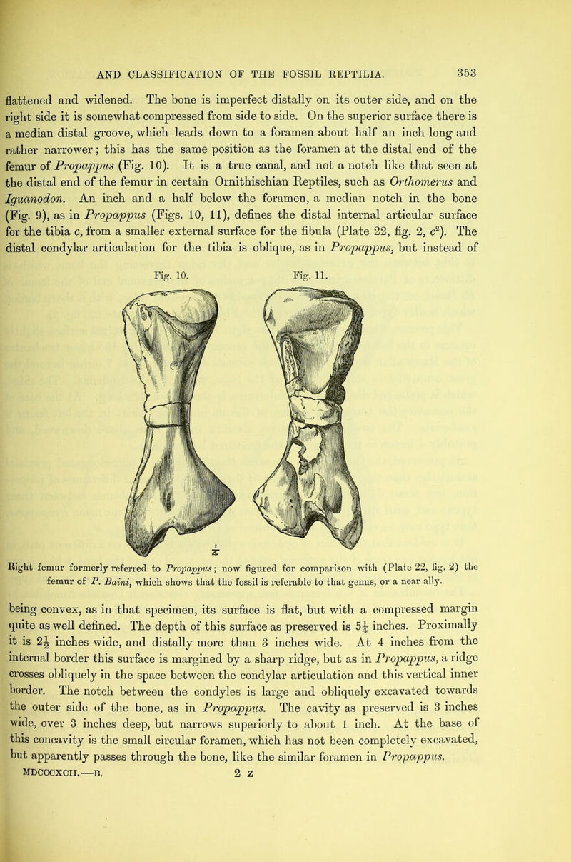 flattened and widened. The bone is imperfect distallj on its outer side, and on the right side it is somewhat compressed from side to side. On the superior surface there is a median distal groove, which leads down to a foramen about half an inch long and rather narrower; this has the same position as the foramen at the distal end of the femur of Propappus (Fig. 10). It is a true canal, and not a notch like that seen at the distal end of the femur in certain Ornithischian Reptiles, such as Ortliomerus and Iguanodon. An inch and a half below the foramen, a median notch in the bone (Fig. 9), as in Propappus (Figs. 10, 11), defines the distal internal articular surface for the tibia c, from a smaller external surface for the fibula (Plate 22, fig. 2, c^). The distal condylar articulation for the tibia is oblique, as in Propappus, but instead of Fig. 10. Fig. 11. Right femur formerly referred to Propappus-, now figured for comparison with (Plate 22, fig. 2) the femur of P. Baini, which shows that the fossil is referable to that genus, or a near ally. being convex, as in that specimen, its surface is flat, but with a compressed margin quite as well defined. The depth of this surface as preserved is 5^ inches. Proximally it is 2^ inches wide, and distally more than 3 inches wide. At 4 inches from the internal border this surface is margined by a sharp ridge, but as in Propappus, a ridge crosses obliquely in the space between the condylar articulation and this vertical inner border. The notch between the condyles is large and obliquely excavated towards the outer side of the bone, as in Propappus. The cavity as preserved is 3 inches wide, over 3 inches deep, but narrows superiorly to about 1 inch. At the base of this concavity is the small circular foramen, which has not been completely excavated, but apparently passes through the bone, like the similar foramen in Propappus. mdcccxcti.—B. 2 z