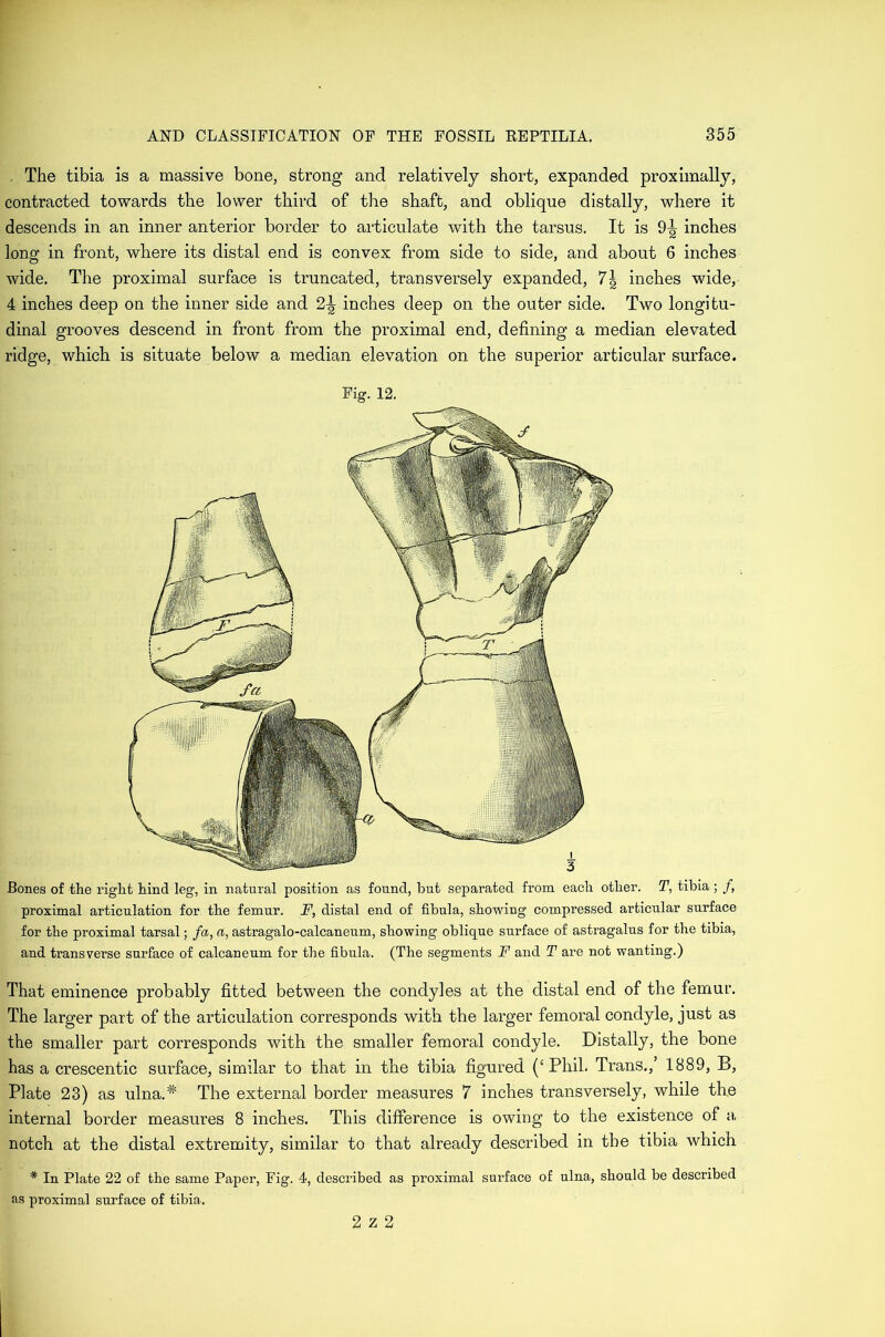 . The tibia is a massive bone, strong and relatively short, expanded proximally, contracted towards the lower third of the shaft, and oblique distally, where it descends in an inner anterior border to articulate with the tarsus. It is 9-^ inches long in front, where its distal end is convex from side to side, and about 6 inches wide. The proximal surface is truncated, transversely expanded, 7\ inches wide, 4 inches deep on the inner side and 2^ inches deep on the outer side. Two longitu- dinal grooves descend in front from the proximal end, defining a median elevated ridge, which is situate below a median elevation on the superior articular surface. Pig. 12. Bones of the I’ight hind leg, in natural position as found, but separated from each other. T, tibia; /, proximal articulation for the femur. F, distal end of fibula, showing compressed articular surface for the proximal tarsal; fa, a, astragalo-calcaneum, showing oblique surface of astragalus for the tibia, and transverse surface of calcaneum for the fibula. (The segments F and T are not wanting.) That eminence probably fitted between the condyles at the distal end of the femur. The larger part of the articulation corresponds with the larger femoral condyle, just as the smaller part corresponds with the smaller femoral condyle. Distally, the bone has a crescentic surface, similar to that in the tibia figured (‘Phil. Trans.,’ 1889, B, Plate 23) as ulna.* The external border measures 7 inches transversely, while the internal border measures 8 inches. This difference is owing to the existence of a, notch at the distal extremity, similar to that already described in the tibia which * In Plate 22 of the same Paper, Fig. 4, described as proximal surface of ulna, should be described as proximal surface of tibia. 2 z 2