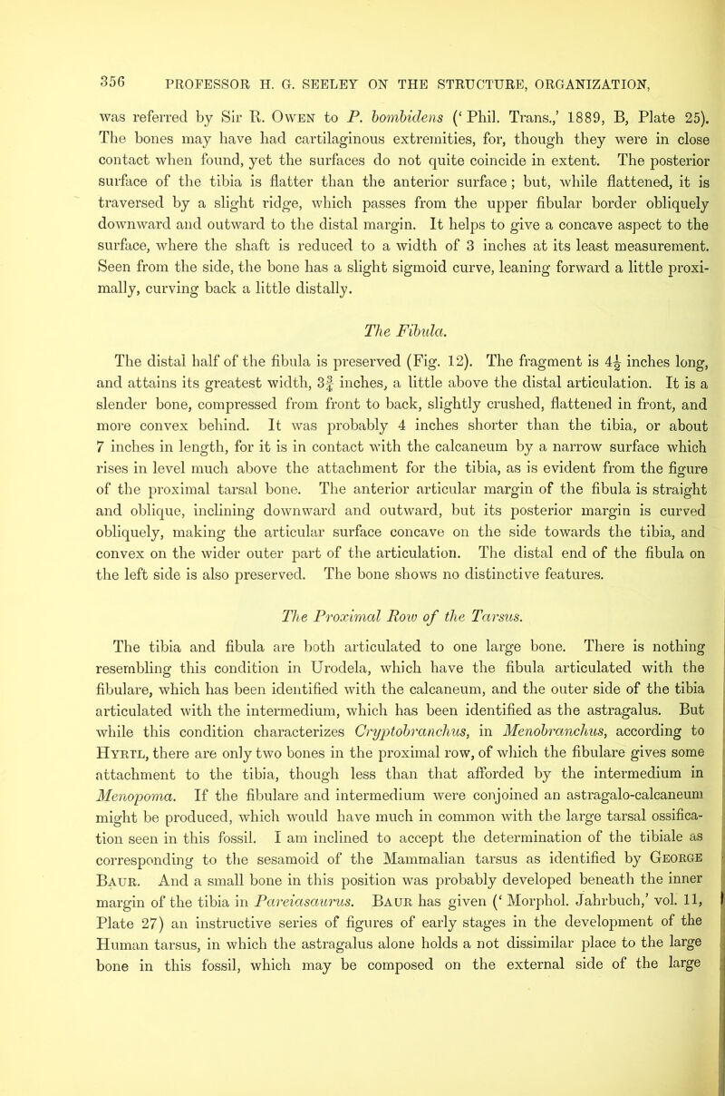 was referred by Sir K. Owen to P. homhidens (‘Phil. Trans.,’ 1889, B, Plate 25). The bones may have had cartilaginous extremities, for, though they were in close contact when found, yet the surfaces do not quite coincide in extent. The posterior surface of the tibia is flatter than the anterior surface; but, while flattened, it is traversed by a slight ridge, which passes from the upper fibular border obliquely downward and outward to the distal margin. It helps to give a concave aspect to the surface, where the shaft is reduced to a width of 3 inches at its least measurement. Seen from the side, the bone has a slight sigmoid curve, leaning forward a little proxi- mally, curving back a little distally. The Fihida. The distal half of the fibula is preserved (Fig. 12). The fragment is 4^ inches long, and attains its greatest width, 3f inches, a little above the distal articulation. It is a slender bone, compressed from front to back, slightly crushed, flattened in front, and more convex behind. It was probably 4 inches shorter than the tibia, or about 7 inches in length, for it is in contact with the calcaneum by a narrow surface which rises in level much above the attachment for the tibia, as is evident from the fiofure of the proximal tarsal bone. The anterior articular margin of the fibula is straight and oblique, inclining downward and outward, but its posterior margin is curved obliquely, making the articular surface concave on the side towards the tibia, and convex on the wider outer part of the articulation. The distal end of the fibula on the left side is also preserved. The bone shows no distinctive features, I The Proximal Roiv of the Tarsus. I The tibia and fibula are both articulated to one large bone. There is nothing i resembling this condition in Urodela, which have the fibula articulated with the I fibulare, which has been identified with the calcaneum, and the outer side of the tibia i articulated with the intermedium, which has been identified as the astragalus. But j while this condition characterizes Cryiotohranclius, in Menohranchus, according to | Hyrtl, there are only two bones in the proximal row, of which the fibulare gives some I attachment to the tibia, though less than that afforded by the intermedium in I Menopoma. If the fibulare and intermedium were conjoined an astragalo-calcaneum | might be produced, which would have much in common with the large tarsal ossifica- tion seen in this fossil. I am inclined to accept the determination of the tibiale as i corresponding to the sesamoid of the Mammalian tarsus as identified by George H Baur. And a small bone in this position was probably developed beneath the inner | margin of the tibia in Pareiasaurus. Baur has given (‘ Morphol, Jahrbuch,’ vol. 11, f Plate 27) an instructive series of figures of early stages in the development of the |j Human tarsus, in which the astragalus alone holds a not dissimilar place to the large