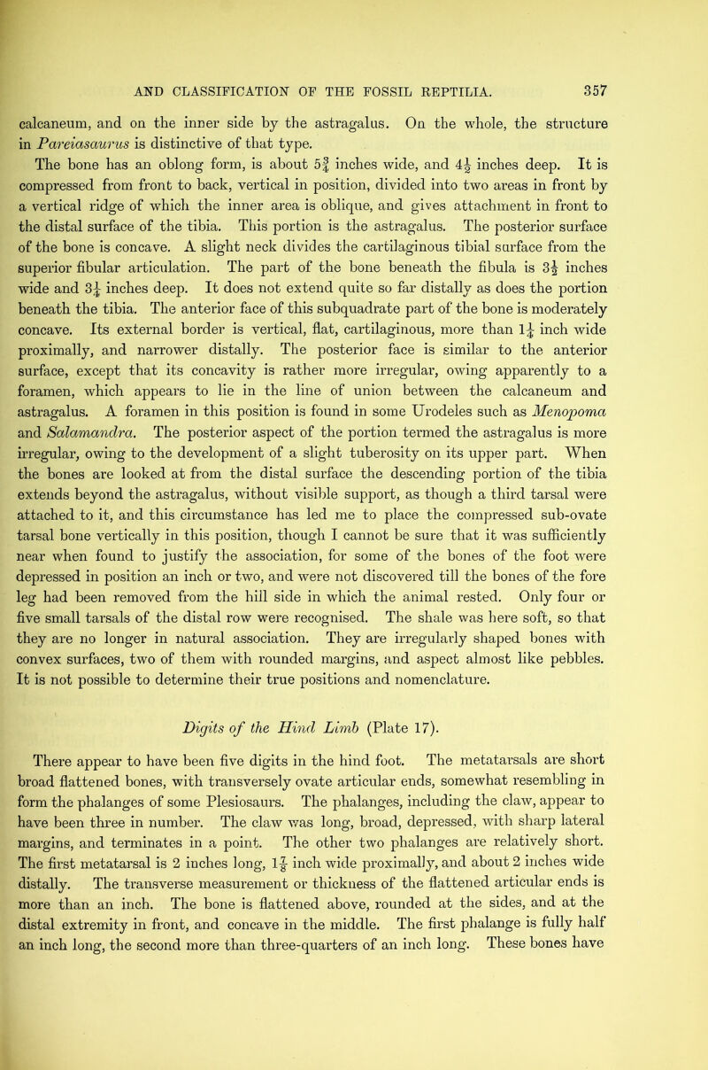 calcaneum, and on the inner side by the astragalus. On the whole, the structure in Pareiasaurus is distinctive of that type. The bone has an oblong form, is about 5| inches wide, and 4^ inches deep. It is compressed from front to back, vertical in position, divided into two areas in front by a vertical ridge of which the inner area is oblique, and gives attachment in front to the distal surface of the tibia. This portion is the astragalus. The posterior surface of the bone is concave. A slight neck divides the cartilaginous tibial surface from the superior fibular articulation. The part of the bone beneath the fibula is 3^ inches wide and 3^ inches deep. It does not extend quite so far distally as does the portion beneath the tibia. The anterior face of this subquadrate part of the bone is moderately concave. Its external border is vertical, flat, cartilaginous, more than 1^ inch wide proximally, and narrower distally. The posterior face is similar to the anterior surface, except that its concavity is rather more irregular, owing apparently to a foramen, which appears to lie in the line of union between the calcaneum and astragalus. A foramen in this position is found in some Urodeles such as Menopoma and Salamandra. The posterior aspect of the portion termed the astragalus is more irregular, owing to the development of a slight tuberosity on its upper part. When the bones are looked at from the distal surface the descending portion of the tibia extends beyond the astragalus, without visible support, as though a third tarsal were attached to it, and this circumstance has led me to place the compressed sub-ovate tarsal bone vertically in this position, though I cannot be sure that it was sufficiently near when found to justify the association, for some of the bones of the foot were depressed in position an inch or two, and were not discovered till the bones of the fore leg had been removed from the hill side in which the animal rested. Only four or five small tarsals of the distal row were recognised. The shale was here soft, so that they are no longer in natural association. They are irregularly shaped bones with convex surfaces, two of them with rounded margins, and aspect almost like pebbles. It is not possible to determine their true positions and nomenclature. Digits of the Hind Limb (Plate 17). There appear to have been five digits in the hind foot. The metatarsals are short broad flattened bones, with transversely ovate articular ends, somewhat resembling in form the phalanges of some Plesiosaurs. The phalanges, including the claw, appear to have been three in number. The claw was long, broad, depressed, with sharp lateral margins, and terminates in a point. The other two phalanges are relatively short. The first metatarsal is 2 inches long, 1|- inch wide proximally, and about 2 inches wide distally. The transverse measurement or thickness of the flattened articular ends is more than an inch. The bone is flattened above, rounded at the sides, and at the distal extremity in front, and concave in the middle. The first phalange is fully half an inch long, the second more than three-quarters of an inch long. These bones have