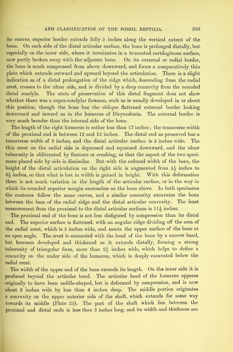 its convex superior border extends fully 5 inches along the vertical extent of the bone. On each side of the distal articular surface, the bone is prolonged distally, but especially on the inner side, where it terminates in a truncated cartilaginous surface, now partly broken away with the adjacent bone. On its external or radial border, the bone is much compressed from above downward, and forms a comparatively thin plate which extends outward and upward beyond the articulation. There is a slight indication as of a distal prolongation of the ridge which, descending from the radial crest, crosses to the ulnar side, and is divided by a deep concavity from the rounded distal condyle. The state of preservation of this distal fragment does not show whether there was a supra-condylar foramen, such as is usually developed in or about this position, though the bone has the oblique flattened external border looking downward and inward as in the humerus of Dicynodonts. The external border is very much broader than the internal side of the bone. The length of the right humerus is rather less than 17 inches ; the transverse width of the proximal end is between 12 and 13 inches. The distal end as preserved has a transverse width of 8 inches, and the distal articular surface is 5 inches wide. The thin crest on the radial side is depressed and squeezed downward, and the ulnar tuberosity is obliterated by fracture or crushing, so that the aspect of the two speci- mens placed side by side is dissimilar. But with the reduced width of the bone, the height of the distal articulation on the right side is augmented from 5^ inches to 6|- inches, so that what is lost in width is gained in height. With this deformation there is not much variation in tlie length of the articular surface, or in the way in which its rounded superior margin encroaches on the bone above. In both specimens the contours follow the same curves, and a similar concavity excavates the bone between the base of the radial ridge and the distal articular convexity. The least measurement from the proximal to the distal articular surfaces is 11^ inches. The proximal end of the bone is not less disfigured by compression than its distal end. The superior surface is flattened, with an angular ridge dividing off the area of the radial crest, which is 5 inches wide, and meets the upper surface of the bone at an open angle. The crest is connected with the head of the bone by a narrow band, but becomes developed and thickened as it extends distally, forming a strong tuberosity of triangular form, more than inches wide, which helps to define a concavity on the under side of the humerus, which is deeply excavated below the radial crest. The width of the upper end of the bone exceeds its length. On the inner side it is produced beyond the articular head. The articular head of the humerus appears originally to have been saddle-shaped, but is deformed by compression, and is now about 8 inches wide by less than 4 inches deep. The middle portion originates a convexity on the upper anterior side of the shaft, which extends for some way towards its middle (Plate 23). The part of the shaft which lies between the proximal and distal ends is less than 3 inches long, and its width and thickness are