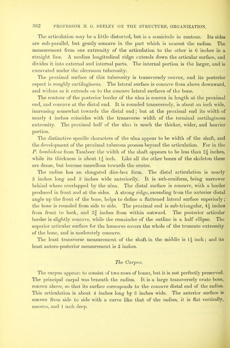 The articulation may be a little distorted, but is a semicircle in contour. Its sides are sub-parallel, but gently concave in the part which is nearest the radius. The measurement from one extremity of the articulation to the other is 6 inches in a straight line. A median longitudinal ridge extends down the articular surface, and divides it into external and internal parts. The internal portion is the larger, and is excavated under the olecranon tuberosity. The proximal surface of this tuberosity is transversely convex, and its posterior aspect is roughly cartilaginous. The lateral surface is concave from above downward, and widens as it extends on to the concave lateral surfaces of the bone. The contour of the posterior border of the ulna is convex in length at the proximal end, and concave at the distal end. It is rounded transversely, is about an inch wide, increasing somewhat towards the distal end; but at the proximal end its width of nearly 4 inches coincides with the transverse width of the terminal cartilaginous extremity. The proximal half of the ulna is much the thicker, wider, and heavier portion. The distinctive specific characters of the ulna appear to be width of the shaft, and the development of the proximal tuberous process beyond the articulation. For in the P. hombidens from Tamboer the width of the shaft appears to be less than 2^ inches, wdiile its thickness is about iT inch. Like all the other bones of the skeleton these are dense, but become cancellous towards the centre. The radius has an elongated dice-box form. The distal articulation is nearly 5 inches long and 3 inches wide anteriorily. It is sub-reniform, being narrower behind where overlapped by the ulna. The distal surface is concave, with a border produced in front and at the sides. A strong ridge, ascending from the anterior distal angle up the front of the bone, helps to define a flattened lateral surface superiorly; the bone is rounded from side to side. The proximal end is sub-triangular, 4-| inches from front to back, and 3f inches from within outward. The posterior articular border is slightly concave, while the remainder of the outline is a half ellipse. The superior articular surface for the humerus covers the whole of the truncate extremity of the bone, and is moderately concave. The least transverse measurement of the shaft in the middle is inch; and its least antero-posterior measurement is 2 inches. The Carpus. The carpus appears to consist of two rows of bones, but it is not perfectl}' preserved. The principal carpal was beneath the radius. It is a large transversely ovate bone, convex above, so that its surface corresponds to the concave distal end of the radius. This articulation is about 4 inches long by 3 indies wide. The anterior surface is convex from side to side with a curve like that of the radius, it is flat vertically, smooto, and i inch deep.