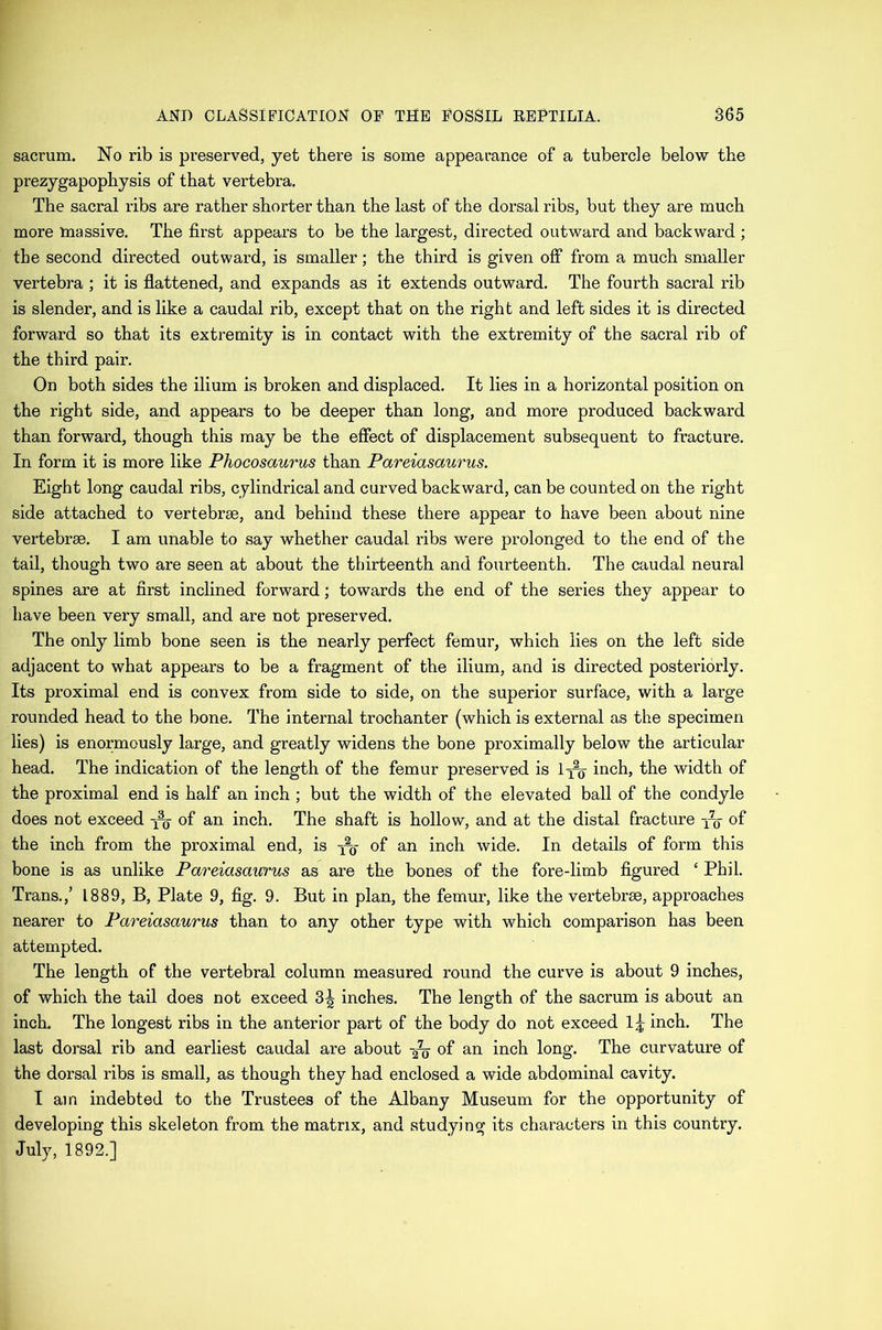 sacrum. No rib is preserved, yet there is some appearance of a tubercle below the prezygapophysis of that vertebra. The sacral ribs are rather shorter than the last of the dorsal ribs, but they are much more massive. The first appears to be the largest, directed outward and backward ; the second directed outward, is smaller; the third is given off from a much smaller vertebra ; it is flattened, and expands as it extends outward. The fourth sacral rib is slender, and is like a caudal rib, except that on the right and left sides it is directed forward so that its extremity is in contact with the extremity of the sacral rib of the third pair. On both sides the ilium is broken and displaced. It lies in a horizontal position on the right side, and appears to be deeper than long, and more produced backward than forward, though this may be the effect of displacement subsequent to fracture. In form it is more like Phocosaurus than Pareiasaurus. Eight long caudal ribs, cylindrical and curved backward, can be counted on the right side attached to vertebrae, and behind these there appear to have been about nine vertebrae. I am unable to say whether caudal ribs were prolonged to the end of the tail, though two are seen at about the thirteenth and fourteenth. The caudal neural spines are at first inclined forward; towards the end of the series they appear to have been very small, and are not preserved. The only limb bone seen is the nearly perfect femur, which lies on the left side adjacent to what appears to be a fragment of the ilium, and is directed posteriorly. Its proximal end is convex from side to side, on the superior surface, with a large rounded head to the bone. The internal trochanter (which is external as the specimen lies) is enormously large, and greatly widens the bone proximally below the articular head. The indication of the length of the femur preserved is 1inch, the width of the proximal end is half an inch ; but the width of the elevated ball of the condyle does not exceed -j-q of an inch. The shaft is hollow, and at the distal fracture of the inch from the proximal end, is of an inch wide. In details of form this bone is as unlike Pareiasaicrus as are the bones of the fore-limb figured ‘ Phil. Trans.,’ 1889, B, Plate 9, fig. 9. But in plan, the femur, like the vertebrae, approaches nearer to Pareiasaurus than to any other type with which comparison has been attempted. The length of the vertebral column measured round the curve is about 9 inches, of which the tail does not exceed 3^ inches. The length of the sacrum is about an inch. The longest ribs in the anterior part of the body do not exceed 1^ inch. The last dorsal rib and earliest caudal are about of an inch long. The curvature of the dorsal ribs is small, as though they had enclosed a wide abdominal cavity. I am indebted to the Trustees of the Albany Museum for the opportunity of developing this skeleton from the matrix, and studying its characters in this country. July, 1892.]