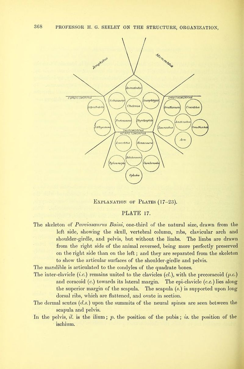 Explanation of Plates (17-23). PLATE 17. The skeleton of Pareiasaurus Baini, one-third of the natural size, drawn from the left side, showing the skull, vertebral column, ribs, clavicular arch and shoulder-girdle, and pelvis, but without the limbs. The limbs are drawn from the right side of the animal reversed, being more perfectly preserved on the right side than on the left; and they are separated from the skeleton to show the articular surfaces of the shoulder-girdle and pelvis. The mandible is articulated to the condyles of the quadrate bones. The inter-clavicle {i.c.) remains united to the clavicles {cl.), with the precoracoid (p.c.) and coracoid (c.) towards its lateral margin. The epi-clavicle (e.c.) lies along the superior margin of the scapula. The scapula (s.) is supported upon long dorsal ribs, which are flattened, and ovate in section. The dermal scutes {d.s.) upon the summits of the neural spines are seen between the scapula and pelvis. In the pelvis, ^7. is the ilium; p. the position of the pubis ; is. the position of the ischium.