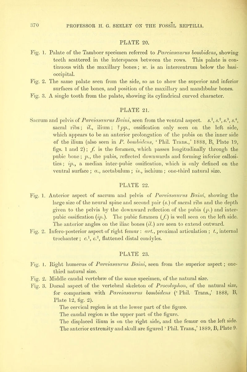PLATE 20. Fig. 1. Palate of the Tamboer specimen referred to Pareiasaurus homhidens, showing teeth scattered in the interspaces between the rows. This palate is con- tinuous with the maxillary bones; w. is an intercentrum below the hasi- occipital. Fig. 2. The same palate seen from the side, so as to show the superior and inferior surfaces of the bones, and position of the maxillary and mandibular bones. Fig. 3. A single tooth from the palate, showing its cylindrical curved character. PLATE 21. Sacrum and pelvis of Pareiasaurus Baini, seen from the ventral aspect. s.^, s.^, sacral ribs; il., ilium; ossification only seen on the left side, which appears to be an anterior prolongation of the pubis on the inner side of the ilium (also seen in P. homhidens, ‘Phil. Trans.,’ 1888, B, Plate 19, figs. 1 and 2); f. is the foramen, which passes longitudinally through the pubic bone ; j)., the pubis, reflected downwards and forming inferior callosi- ties ; a median inter-pubic ossification, which is only defined on the ventral surface ; a., acetabulum ; is., ischium ; one-third natural size. PLATE 22. Fig. 1. Anterior aspect of sacrum and pelvis of Pareiasaurus Baini, showing the large size of the neural spine and second pair (s.) of sacral ribs and the depth given to the pelvis by the downward reflection of the pubis (^9.) and inter- pubic ossiflcation (ip.). The pubic foramen {/.) is well seen on the left side. The anterior angles on the iliac bones (^7.) are seen to extend outward. Fig. 2. Infero'posterior aspect of right femur : art., proximal articulation ; t., internal trochanter ; c.^, c.^, flattened distal condyles. PLATE 23. Fig. 1. Bight humerus of Pareiasaurus Baini, seen from the superior aspect; one- third natural size. Fig. 2. Middle caudal vertebrae of the same specimen, of the natural size. Fig. 3. Dorsal aspect of the vertebral skeleton of Procolophon, of the natural size, for comparison wdth Pareiasaurus homhidens (‘ Phil. Trans.,’ 1888, B, Plate 12, fig. 2). The cervical region is at the lower part of the figure. The caudal region is the upper part of the figure. The displaced ilium is on the right side, and the femur on the left side. The anterior extremity and skull are figured ‘ Phil. Trans.,’ 1889, B, Plate 9.