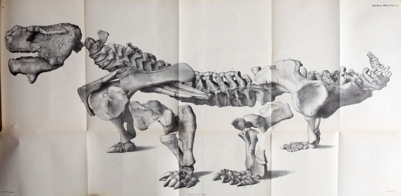 Phzl^.Jrans.VA^^i.l^.Plate 17.