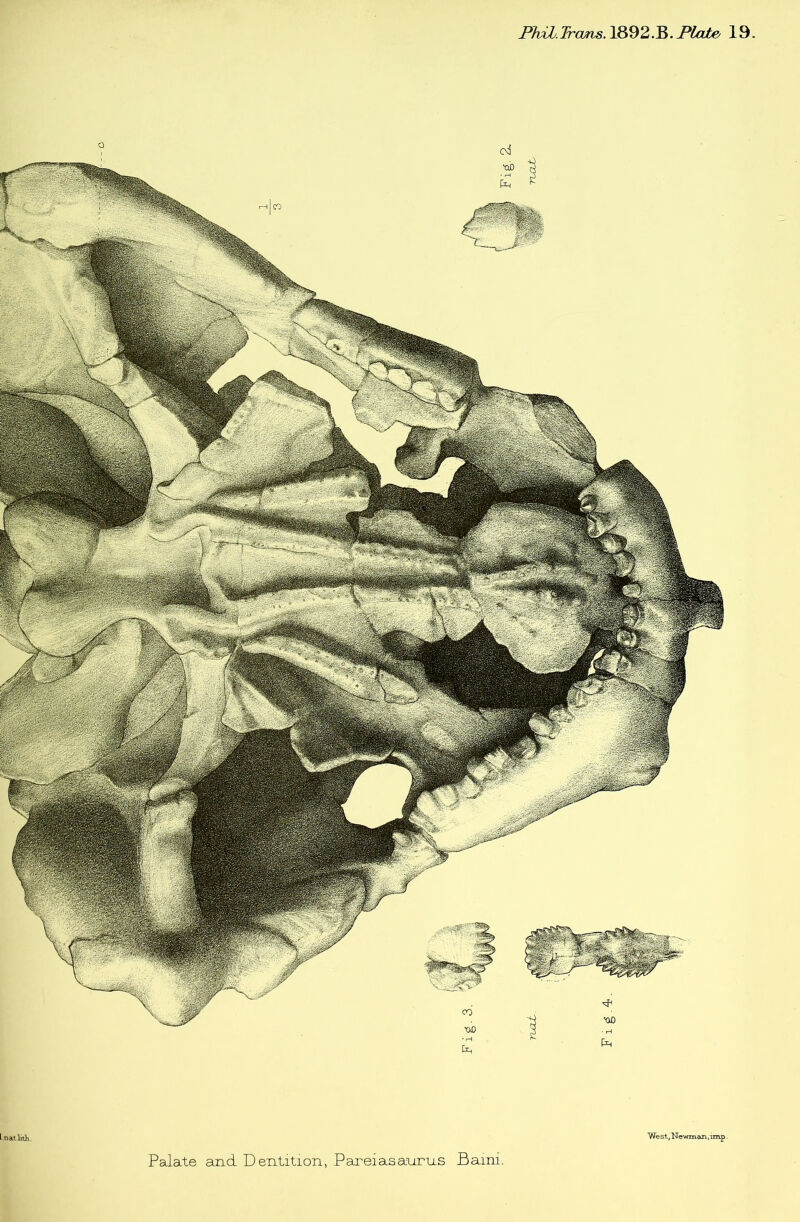 Phil. Trcuris.\S^2.^. Plate' 19 1 natlith. West, Newinan, imp.