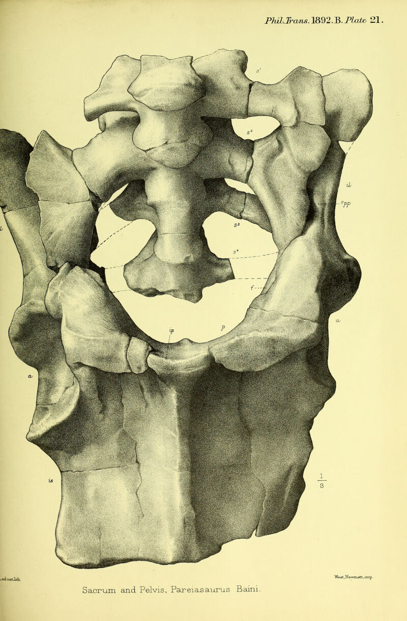 PhiL.Trcuns.\^^2.^.J*hxte^ 21 i%e!'Vt,\;;->,i,,Sfe ^^\.' -wf, : ■< !..■ ■ ■' , West,Newman .imp .aiTiatli^, Sacrum and Pelvis, Pareiasaurns Baini