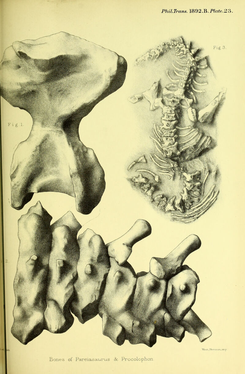 Phil.Trans. 1892.B.Pfote.23 Bones of Pareiasaui'us 6c Procolophon. Fig.3, We St, Nevrmati., nr, p