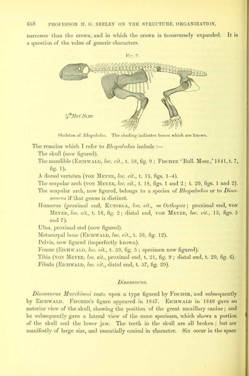 narrower than the crown, and in which the crown is transversely expanded. It is a question of the value of generic characters. FiT. 2. Skeleton of Uhopcilodon. The shading indicates bones which are known. The remains which I refer to Rhopalodon include :— The skull (now figured). The mandible (Eichwald, loc. cit., t. 58, fig. 9 ; Fischer ‘ Bull. Mosc.,’ 1841, t. 7, fig. 1). A dorsal vertebra (von Meyer, loc. cit., t. 15, figs. 1-4). The scapular arch (von Meyer, loc. cit., t. 18, figs. 1 and 2 ; t. 20, figs. 1 and 2). The scapular arch, now figured, belongs to a species of Rhopalodon or to Dino- saurus if that genus is distinct. Humerus (proximal end, Kutorga, loc. cit., = Orthopus ; proximal end, von Meyer, loc. cit., t. 16, fig. 2; distal end, von Meyer, loc. cit., 15, figs. 5 and 7). Ulna, proximal end (now figured). Metacarpal bone (Eichwald, loc. cit., t. 58, fig. 12). .Pelvis, now figured (imperfectly known). Femur (Eichwald, loc. cit., t. 59, fig. 5 ; sjieeimen now figured). Tibia (von Meyer, loc. cit., proximal end, t. 21, fig. 9 ; distal end, t. 20, fig. 6). Fibula (Eichwald, loc. cit., distal end, t. 57, fig. 29). Dinosaurus. Dinosaurus Murchisoni rests upon a type figured by Fischer, and subsequently by Eichwald. Fischer’s figure appeared in 1847. Eichwald in 1848 gave an anterior view of the skull, showing the position of the great maxillary canine; and he subsequently gave a lateral view of the same specimen, which shows a portion of the skull and the lower jaw. The teeth in the skull are all broken ; but are manifestly of large size, and essentially conical in character. Six occur in the space