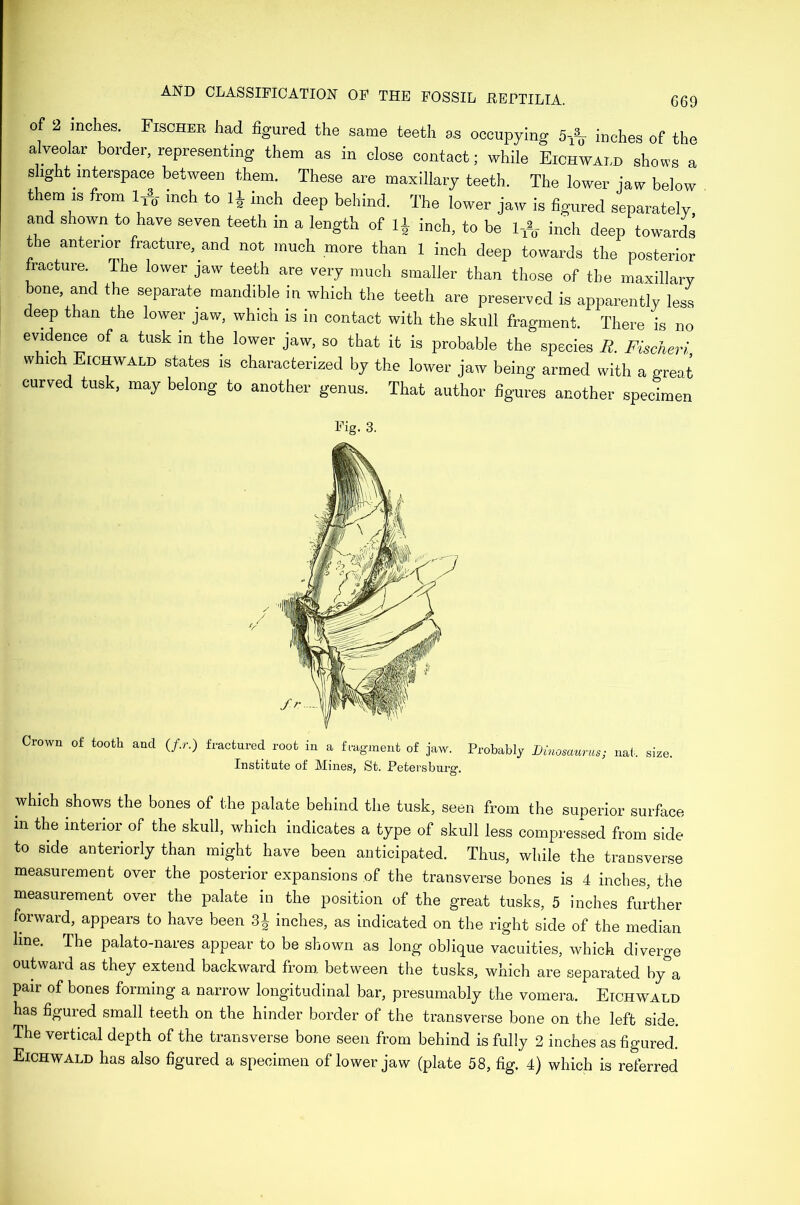 G69 of 2 inches Fischer had figured the same teeth as occupying 5* inches of the alveolar border, representing them as in close contact; while Eichwald shows a slight interspace between them. These are maxillary teeth. The lower iaw below them is from 1* inch to 1* Inch deep behind. The lower jaw is figured separately, and shown to have seven teeth in a length of 4 inch, to be l-»0- inch deep towards the anterior fracture, and not much more than 1 inch deep towards the posterior fracture. The lower jaw teeth are very much smaller than those of the maxillary bone, and the separate mandible in which the teeth are preserved is apparently less deep than the lower jaw, which is in contact with the skull fragment. There is no evidence of a tusk in the lower jaw, so that it is probable the species R. Fischeri which Eichwald states is characterized by the lower jaw being armed with a great curved tusk, may belong to another genus. That author figures another specimen Kg. 3. Crown of tooth anti (/.r.) fractured root in a fragment of jaw. Probably Uinosauru,; net. size. Institute of Mines, St. Petersburg. which shows the bones of the palate behind the tusk, seen from the superior surface m the interior of the skull, which indicates a type of skull less compressed from side to side anteriorly than might have been anticipated. Thus, while the transverse measuiement over the posterior expansions of the transverse bones is 4 inches, the measurement over the palate in the position of the great tusks, 5 inches further forward, appears to have been 3£ inches, as indicated on the right side of the median line. The palato-nares appear to be shown as long oblique vacuities, which diverge outward as they extend backward from between the tusks, which are separated hy&a pair of bones forming a narrow longitudinal bar, presumably the vomera. Eichwald has figured small teeth on the hinder border of the transverse bone on the left side. The vertical depth of the transverse bone seen from behind is fully 2 inches as figured.