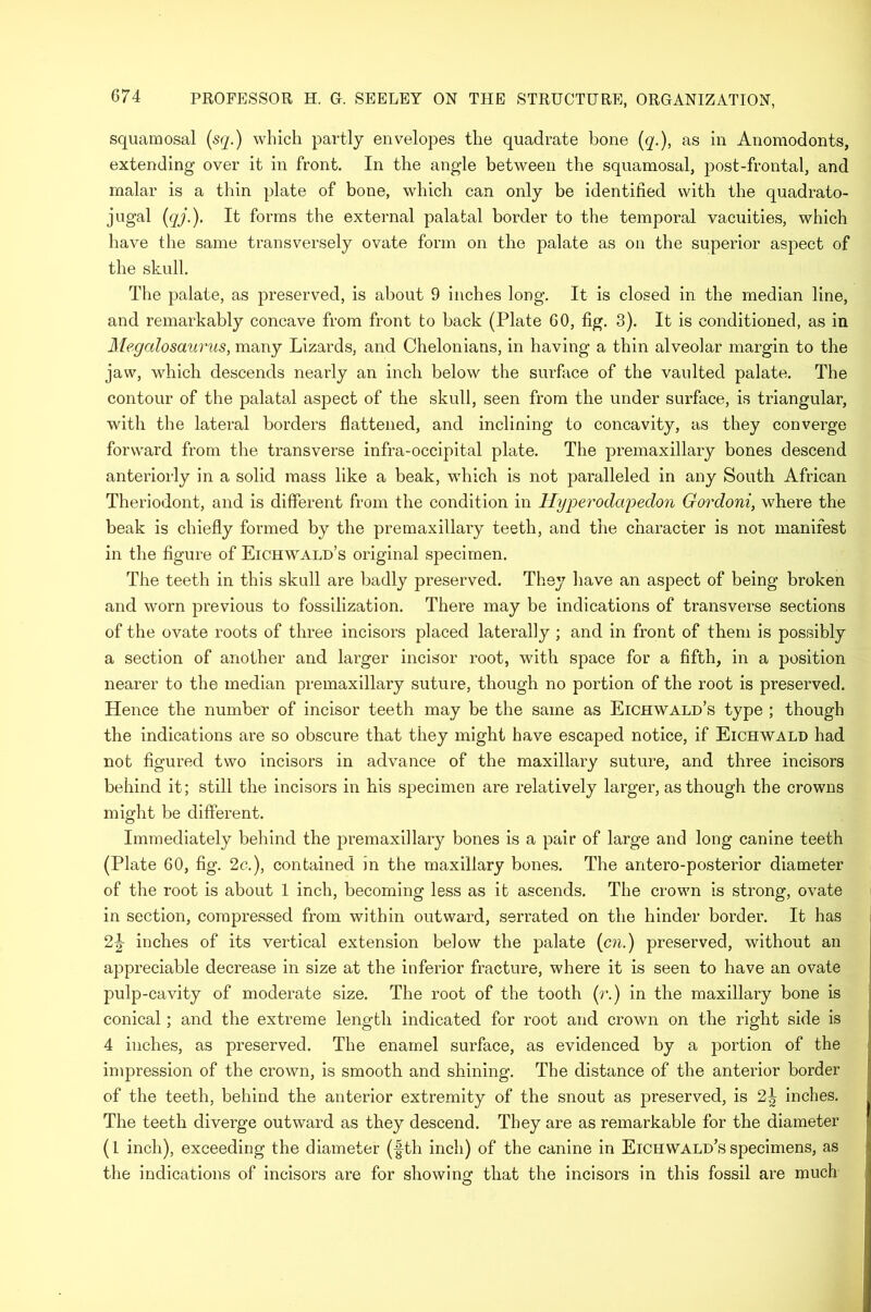 squamosal (sq.) which partly envelopes the quadrate bone (q.), as in Anomodonts, extending over it in front. In the angle between the squamosal, post-frontal, and malar is a thin plate of bone, which can only be identified with the quadrato- jugal (qj.), It forms the external palatal border to the temporal vacuities, which have the same transversely ovate form on the palate as on the superior aspect of the skull. The palate, as preserved, is about 9 inches long. It is closed in the median line, and remarkably concave from front to back (Plate GO, fig. 3). It is conditioned, as in Megalosaurus, many Lizards, and Chelonians, in having a thin alveolar margin to the jaw, which descends nearly an inch below the surface of the vaulted palate. The contour of the palatal aspect of the skull, seen from the under surface, is triangular, with the lateral borders flattened, and inclining to concavity, as they converge forward from the transverse infra-occipital plate. The premaxillary bones descend anteriorly in a solid mass like a beak, which is not paralleled in any South African Theriodont, and is different from the condition in llyperodapedon Gordoni, where the beak is chiefly formed by the premaxillary teeth, and the character is nor manifest in the figure of Eichwald’s original specimen. The teeth in this skull are badly preserved. They have an aspect of being broken and worn previous to fossilization. There may be indications of transverse sections of the ovate roots of three incisors placed laterally ; and in front of them is possibly a section of another and larger incisor root, with space for a fifth, in a position nearer to the median premaxillary suture, though no portion of the root is preserved. Hence the number of incisor teeth may be the same as Eichwald’s type ; though the indications are so obscure that they might have escaped notice, if Eichwald had not figured two incisors in advance of the maxillary suture, and three incisors behind it; still the incisors in his specimen are relatively larger, as though the crowns might be different. Immediately behind the premaxillary bones is a pair of large and long canine teeth (Plate 60, fig. 2c.), contained in the maxillary bones. The antero-posterior diameter of the root is about 1 inch, becoming less as it ascends. The crown is strong, ovate in section, compressed from within outward, serrated on the hinder border. It has inches of its vertical extension below the palate (cn.) preserved, without an appreciable decrease in size at the inferior fracture, where it is seen to have an ovate pulp-cavity of moderate size. The root of the tooth (r.) in the maxillary bone is conical; and the extreme length indicated for root and crown on the right side is 4 inches, as preserved. The enamel surface, as evidenced by a portion of the impression of the crown, is smooth and shining. The distance of the anterior border of the teeth, behind the anterior extremity of the snout as preserved, is 2^ inches. The teeth diverge outward as they descend. They are as remarkable for the diameter (1 inch), exceeding the diameter (fbh inch) of the canine in Eichwald’s specimens, as the indications of incisors are for showing- that the incisors in this fossil are much