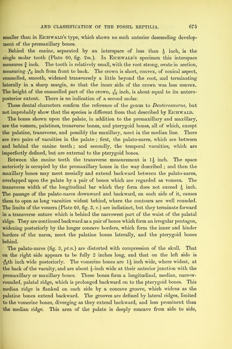 smaller than in Eichwald’s type, which shows no such anterior descending develop- ment of the premaxillary bones. Behind the canine, separated by an interspace of less than l inch, is the single molar tooth (Plate 60, fig. 2in.). In Eichwald’s specimen this interspace measures £ inch. The tooth is relatively small, with the root strong, ovate in section, measuring inch from front to back. The crown is short, convex, of conical aspect, enamelled, smooth, widened transversely a little beyond the root, and terminating laterally in a sharp margin, so that the inner side of the crown was less convex. The height of the enamelled part of the crown, inch, is about equal to its antero- posterior extent. There is no indication of a second molar. These dental characters confirm the reference of the genus to Deuterosaurus, but not improbably show that the species is different from that described by Eichwald. The bones shown upon the palate, in addition to the premaxillary and maxillary, are the vomera, palatines, transverse bones, and pterygoid bones, all of which, except the palatine, transverse, and possibly the maxillary, meet in the median line. There are two pairs of vacuities in the palate ; first, the palato-nares, which are between and behind the canine teeth; and secondly, the temporal vacuities, which are imperfectly defined, but are external to the pterygoid bones. Between the canine teeth the transverse measurement is 1^ inch. The space anteriorly is occupied by the premaxillary bones in the way described ; and then the maxillary bones may meet mesially and extend backward between the palato-nares, overlapped upon the palate by a pair of bones which are regarded as vomera. The transverse width of the longitudinal bar which they form does not exceed ^ inch. The passage of the palato-nares downward and backward, on each side of it, causes them to open as long vacuities widest behind, where the contours are well rounded. The limits of the vomera (Plate 60, fig. 3, v.) are indistinct, but they terminate forward in a transverse suture which is behind the narrowest part of the waist of the palatal ridge. They are continued backward as a pair of bones which form an irregular pentagon, widening posteriorly by the longer concave borders, which form the inner and hinder borders of the nares, meet the palatine bones laterally, and the pterygoid bones behind. The palato-nares (fig. 3,pt.n.) are distorted with compression of the skull. That on the right side appears to be fully 2 inches long, and that on the left side is -j^th inch wide posteriorly. The vomerine bones are inch wide, where widest, at the back of the vacuity, and are about ^-incli wide at their anterior junction with the premaxillary or maxillary bones. These bones form a longitudinal, median, narrow- rounded, palatal ridge, which is prolonged backward on to the pterygoid bones. This median ridge is flanked on each side by a concave groove, which widens as the palatine bones extend backward. The grooves are defined by lateral ridges, limited to the vomerine bones, diverging as they extend backward, and less prominent than the median ridge. This area of the palate is deeply concave from side to side,
