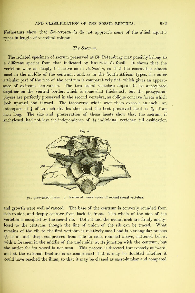 Nothosaurs show that Deuterosauria do not approach some of the allied aquatic types in length of vertebral column. The Sacrum. The isolated specimen of sacrum preserved at St. Petersburg may possibly belong to a different species from that indicated by Eichwald’s fossil. It shows that the vertebrae were as deeply biconcave as in Anthodon, so that the concavities almost meet in the middle of the centrum ; and, as in the South African types, the outer articular part of the face of the centrum is comparatively flat, which gives an appear- ance of extreme excavation. The two sacral vertebrae appear to be anchylosed together on the ventral border, which is somewhat thickened; but the prezygapo- physes are perfectly preserved in the second vertebra, as oblique concave facets which look upward and inward. The transverse width over them exceeds an inch; an interspace of \ of an inch divides them, and the best preserved facet is -fa of an inch long. The size and preservation of these facets show that the sacrum, if anchylosed, had not lost the independence of its individual vertebrse till ossification Fig. 4. pz., prezygapophyses. /., fractured neural spine of second sacral vertebra. and growth were well advanced. The base of the centrum is convexly rounded from side to side, and deeply concave from back to front. The whole of the side of the vertebra is occupied by the sacral rib. Both it and the neural arch are firmly anchy- losed to the centrum, though the line of union of the rib can be traced. What remains of the rib to the first vertebra is relatively small and is a triangular process Tfo of an inch deep, compressed from side to side, rounded above, flattened below, with a foramen in the middle of the underside, at its junction with the centrum, but the outlet for its vessel is not seen. This process is directed transversely outward, and at the external fracture is so compressed that it may be doubted whether it could have reached the ilium, so that it may be classed as sacro-lumbar and compared