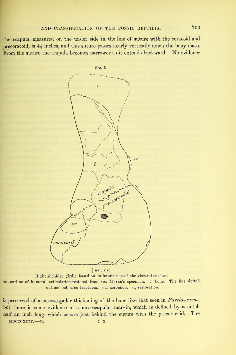 the scapula, measured on the under side in the line of suture with the coracoid and precoracoid, is 4^ inches, and this suture passes nearly vertically down the bony mass. From the suture the scapula becomes narrower as it extends backward. No evidence Fig. 9. .Right shoulder girdle based on an impression of the visceral surface. ar., outline of humeral articulation restored from von Meter’s specimen, b., bone. The fine dotted outline indicates fractures, ac., acromion, r., restoration. is preserved of a mesoscapular thickening of the bone like that seen in Pareiasaurus, but there is some evidence of a mesoscapular margin, which is defined by a notch half an inch long, w7hich occurs just behind the suture with the precoracoid. The MDCCCXCIV.—B, 4 X