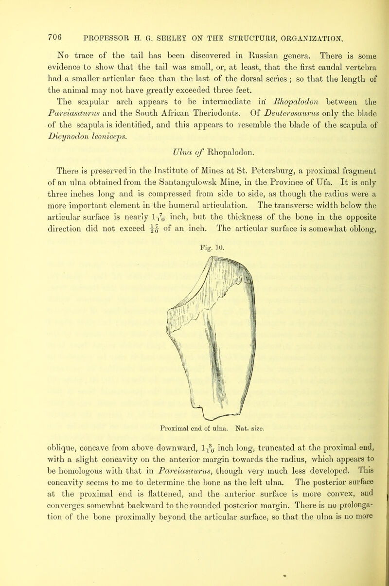No trace of the tail has been discovered in Russian genera. There is some evidence to show that the tail was small, or, at least, that the first caudal vertebra had a smaller articular face than the last of the dorsal series ; so that the length of the animal may not have greatly exceeded three feet. The scapular arch appears to be intermediate in Rhopalodon between the Pareiasoturus and the South African Theriodonts. Of Deuterosaurus only the blade of the scapula is identified, and this appears to resemble the blade of the scapula of Dicynodon leoniceps. Ulna of Rhopalodon. There is preserved in the Institute of Mines at St. Petersburg, a proximal fragment of an ulna obtained from the Santangulowsk Mine, in the Province of Ufa. It is only three inches long and is compressed from side to side, as though the radius were a more important element in the humeral articulation. The transverse width below the articular surface is nearly ly0- inch, but the thickness of the bone in the opposite direction did not exceed of an inch. The articular surface is somewhat oblong, Fig. 10. oblique, concave from above downward, Ryj inch long, truncated at the proximal end, with a slight concavity on the anterior margin towards the radius, which appears to be homologous with that in Pareiasaurus, though very much less developed. This concavity seems to me to determine the bone as the left ulna. The posterior surface at the proximal end is flattened, and the anterior surface is more convex, and converges somewhat backward to the rounded posterior margin. There is no prolonga- tion of the bone proximally beyond the articular surface, so that the ulna is no more