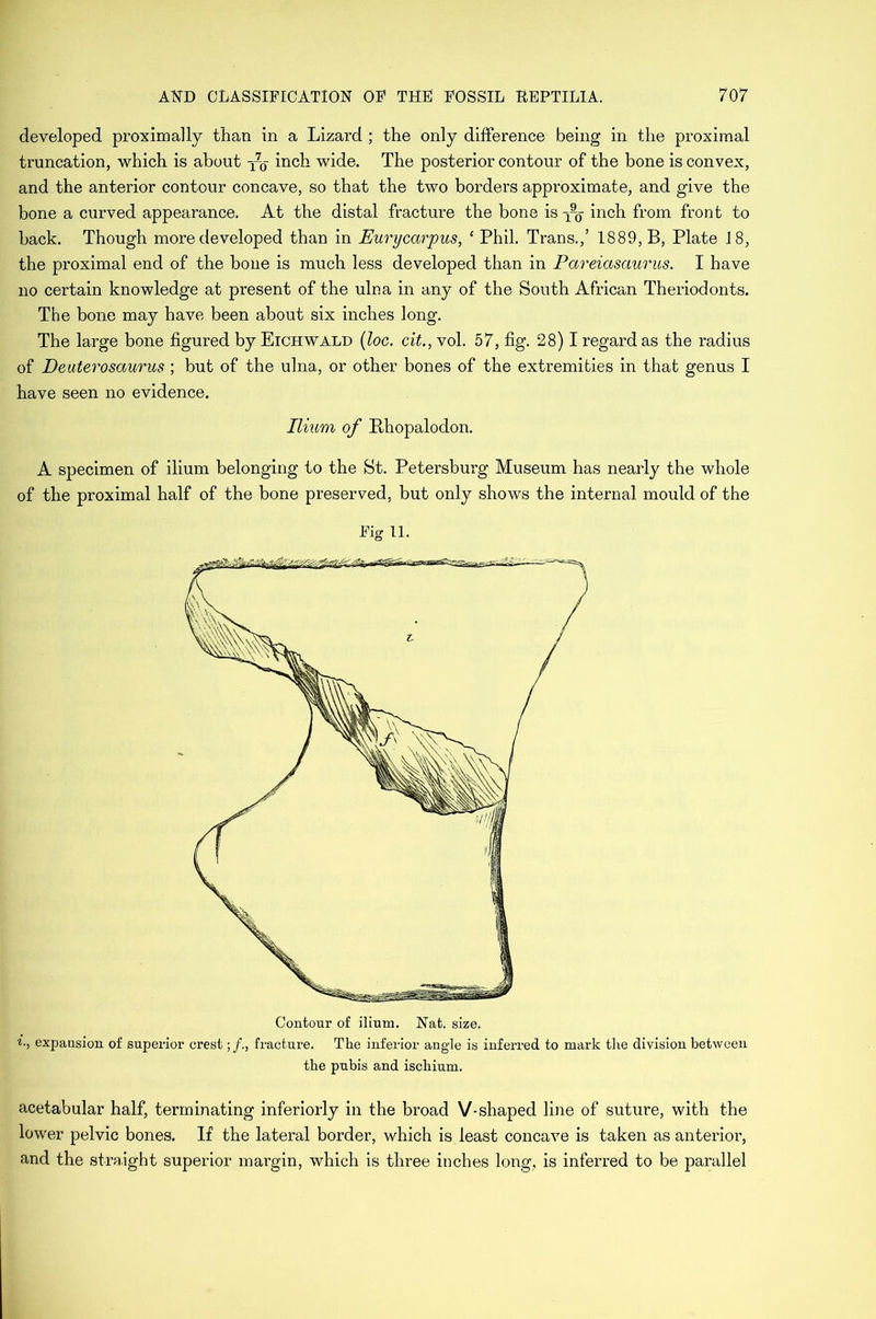 developed proximally than in a Lizard ; the only difference being in the proximal truncation, which is about inch wide. The posterior contour of the bone is convex, and the anterior contour concave, so that the two borders approximate, and give the bone a curved appearance. At the distal fracture the bone is 1% inch from front to back. Though more developed than in Eurycarpus, ‘ Phil. Trans.,’ 1889, B, Plate 18, the proximal end of the bone is much less developed than in Pctreiasaurus. I have 110 certain knowledge at present of the ulna in any of the South African Theriodonts. The bone may have been about six inches long. The large bone figured by Eichwald (loc. cit., vol. 57, fig. 28) I regard as the radius of Deuterosaurus ; but of the ulna, or other bones of the extremities in that genus I have seen no evidence. Ilium of Bhopalodon. A specimen of ilium belonging to the St. Petersburg Museum has nearly the whole of the proximal half of the bone preserved, but only shows the internal mould of the Fig 11. Contour of ilium. Nat. size. *•> expansion of superior crest;/., fracture. The inferior angle is inferred to mark the division between the pubis and ischium. acetabular half, terminating interiorly in the broad V-shaped line of suture, with the lower pelvic bones. If the lateral border, which is least concave is taken as anterior, and the straight superior margin, which is three inches long, is inferred to be parallel