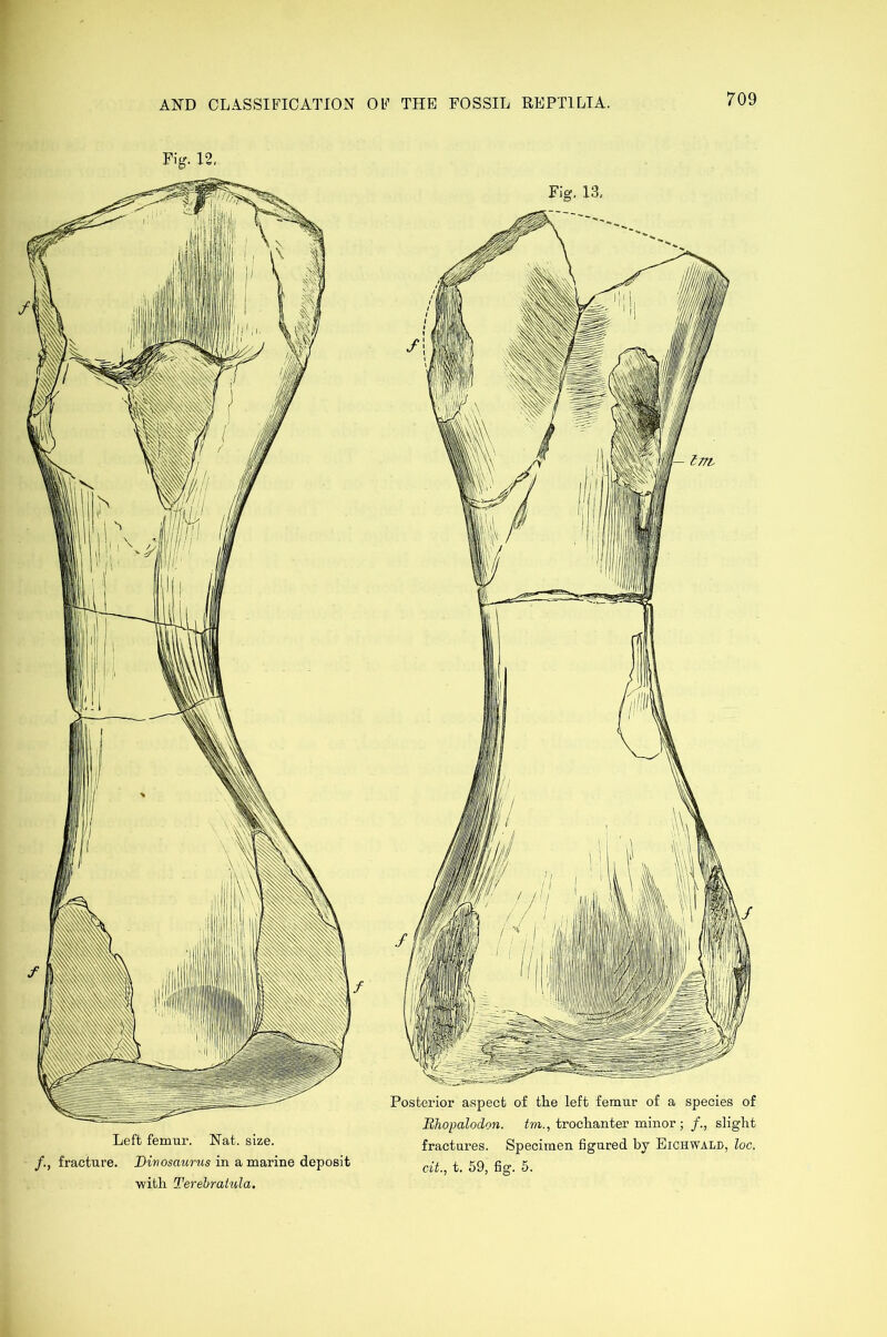 Fig. 12, fracture. Dinosaur us in a marine deposit ■with Terebratula. Fig. 13. Posterior aspect of the left femur of a species of Rhopalodon. tm., trochanter minor ; /., slight fractures. Specimen figured by Eichwald, loc. cit., t. 59, fig. 5.