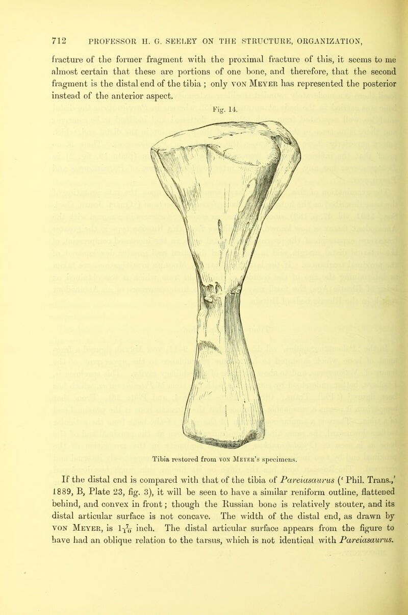 fracture of the former fragment with the proximal fracture of this, it seems to me almost certain that these are portions of one bone, and therefore, that the second fragment is the distal end of the tibia ; only von Meyer has represented the posterior instead of the anterior aspect. Fig. 14. Tibia restored from von Meyer’s specimens. If the distal end is compared with that of the tibia of Pareiasaurus (‘ Phil. Trans.,’ 1889, B, Plate 23, fig. 3), it will be seen to have a similar reniform outline, flattened behind, and convex in front; though the Bussian bone is relatively stouter, and its distal articular surface is not concave. The width of the distal end, as drawn by yon Meyer, is lyy, inch. The distal articular surface appears from the figure to have had an oblique relation to the tarsus, which is not identical with Pareiasaurus.