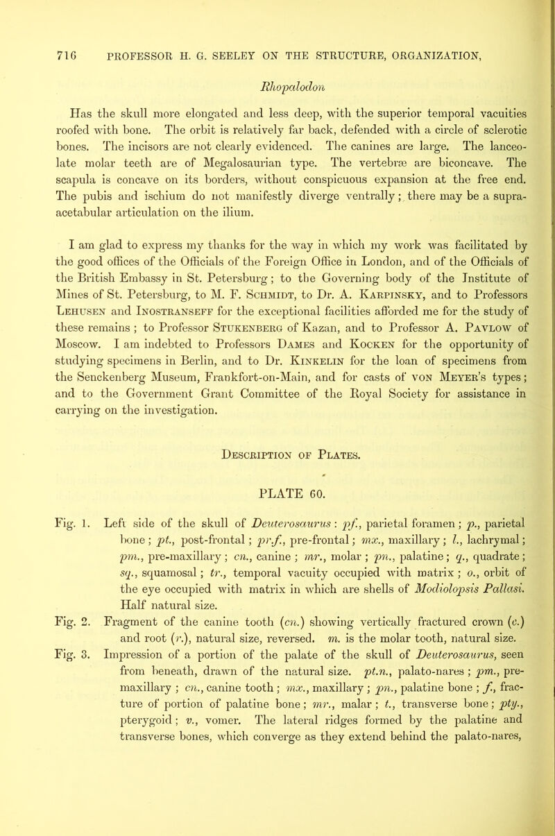 Rhopalodon Has the skull more elongated and less deep, with the superior temporal vacuities roofed with bone. The orbit is relatively far back, defended with a circle of sclerotic bones. The incisors are not clearly evidenced. The canines are large. The lanceo- late molar teeth are of Megalosaurian type. The vertebrae are biconcave. The scapula is concave on its borders, without conspicuous expansion at the free end. The pubis and ischium do not manifestly diverge ventrally; there may be a supra- acetabular articulation on the ilium. I am glad to express my thanks for the way in which my work was facilitated by the good offices of the Officials of the Foreign Office in London, and of the Officials of the British Embassy in St. Petersburg; to the Governing body of the Institute of Mines of St. Petersburg, to M. F. Schmidt, to Dr. A. Karpinsky, and to Professors Lehusen and Inostranseff for the exceptional facilities afforded me for the study of these remains ; to Professor Stukenberg of Kazan, and to Professor A. Pavlow of Moscow. I am indebted to Professors Dames and Kocken for the opportunity of studying specimens in Berlin, and to Dr. Kinkelin for the loan of specimens from the Senckenberg Museum, Frankfort-on-Main, and for casts of von Meyer’s types; and to the Government Grant Committee of the Royal Society for assistance in carrying on the investigation. Description of Plates. 0 PLATE 60. Fig. 1. Left side of the skull of Deuterosaurus : pf., parietal foramen; p., parietal bone ; pt., post-frontal ; pr.f., pre-frontal; mx., maxillary ; /., lachrymal; pm., pre-maxillary; cn., canine ; mr., molar ; pn., palatine; q., quadrate; sq., squamosal; tr,, temporal vacuity occupied with matrix ; o., orbit of the eye occupied with matrix in which are shells of Modiolopsis Pallasi. Half natural size. Fig. 2. Fragment of the canine tooth [cn.) showing vertically fractured crown (c.) and root (r.), natural size, reversed, m. is the molar tooth, natural size. Fig. 3. Impression of a portion of the palate of the skull of Deuterosaurus, seen from beneath, drawn of the natural size, pt.n., palato-nares ; pm., pre- maxillary ; cn., canine tooth ; mx., maxillary ; pn., palatine bone ; f, frac- ture of portion of palatine bone; mr., malar; t., transverse bone; pty., pterygoid; v., vomer. The lateral ridges formed by the palatine and transverse bones, which converge as they extend behind the palato-nares,