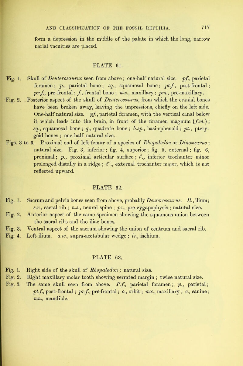form, a depression in the middle of the palate in which the long, narrow narial vacuities are placed. PLATE 61. Fig. 1. Skull of Deuterosaurus seen from above ; one-half natural size, pf, parietal foramen; p., parietal bone; sq., squamosal bone; pt.f, post-frontal; pr.f, pre-frontal; f, frontal bone ; mx., maxillary; pm., pre-maxillary. Fig. 2. .Posterior aspect of the skull of Deuterosaurus, from which the cranial bones have been broken away, leaving the impressions, chiefly on the left side. One-half natural size, pf., parietal foramen, wTith the vertical canal below it which leads into the brain, in front of the foramen magnum (fm.) ; sq., squamosal bone; q., quadrate bone ; b.sp., basi-sphenoid; pt., ptery- goid bones ; one half natural size. Figs. 3 to 6. Proximal end of left femur of a species of Rhopalodon or Dinosaurus ; natural size. Fig. 3, inferior; fig. 4, superior; fig. 5, external; fig. 6, proximal; p., proximal articular surface ; l'., inferior trochanter minor prolonged distally in a ridge ; texternal trochanter major, which is not reflected upward. . PLATE 62. Sacrum and pelvic bones seen from above, probably Deuterosaurus. II., ilium; s.r., sacral rib ; n.s., neural spine ; pz., pre-zygapophysis ; natural size. Anterior aspect of the same specimen showing the squamous union between the sacral ribs and the iliac bones. Ventral aspect of the sacrum showing the union of centrum and sacral rib. Left ilium, a.w., supra-acetabular wedge; is., ischium. PLATE 63. Fig. 1. Right side of the skull of Rhopalodon; natural size. Fig. 2. Right maxillary molar tooth showing serrated margin ; twice natural size. Fig. 3. The same skull seen from above. Pf, parietal foramen; p., parietal; pt.f, post-frontal ; pr.f, pre-frontal; o., orbit; mx., maxillary ; c., canine; mn., mandible. Fig. 1. Fig. 2. Fig. 3. Fig. 4.