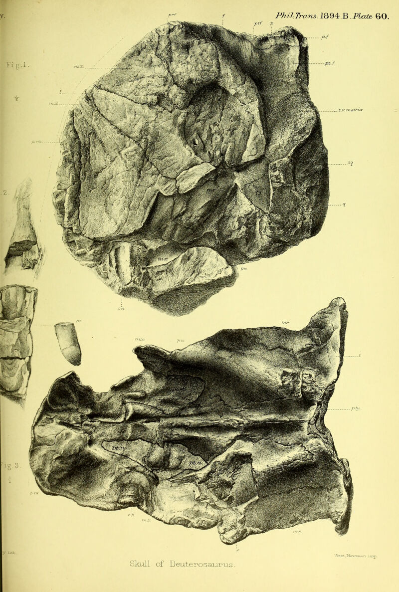y. Phil.Trans.1894.B .Plate 60 tV. 7-rLatri'jc West, Newina Skull of Deater rosaurns imp.
