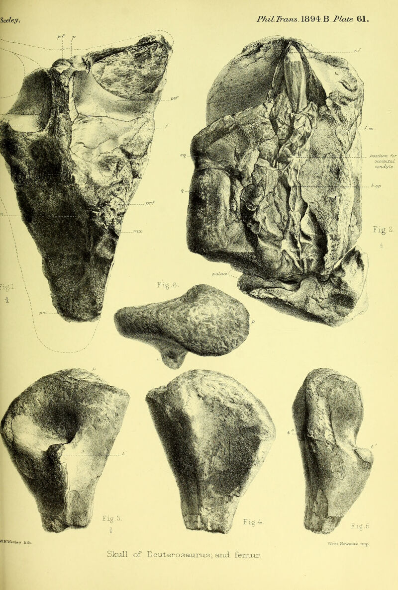 position for occipital contlyle. W-H.Wesley Hth. Wes t, TSfewman imp. Skull of Deuterosaurus; and femur'
