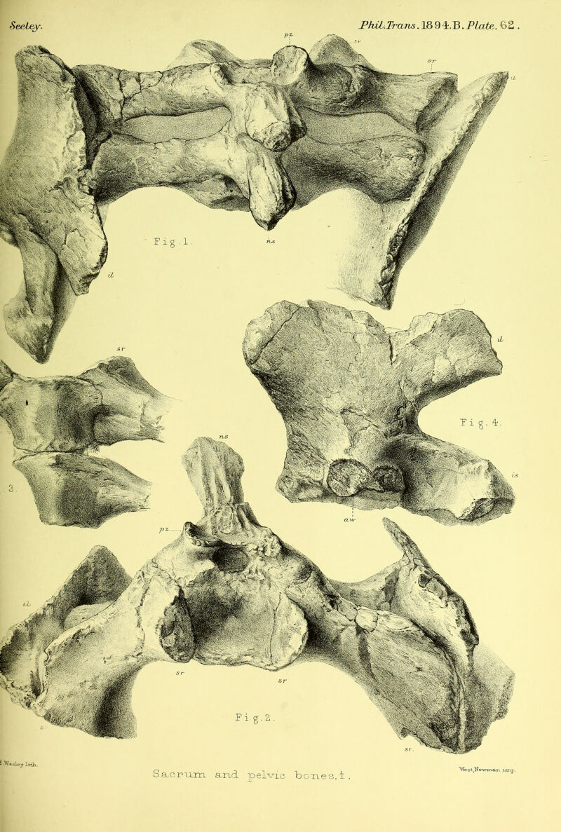 t-Wesley Ink, bones,x . Sacrum send pelvic West^emaari imp.