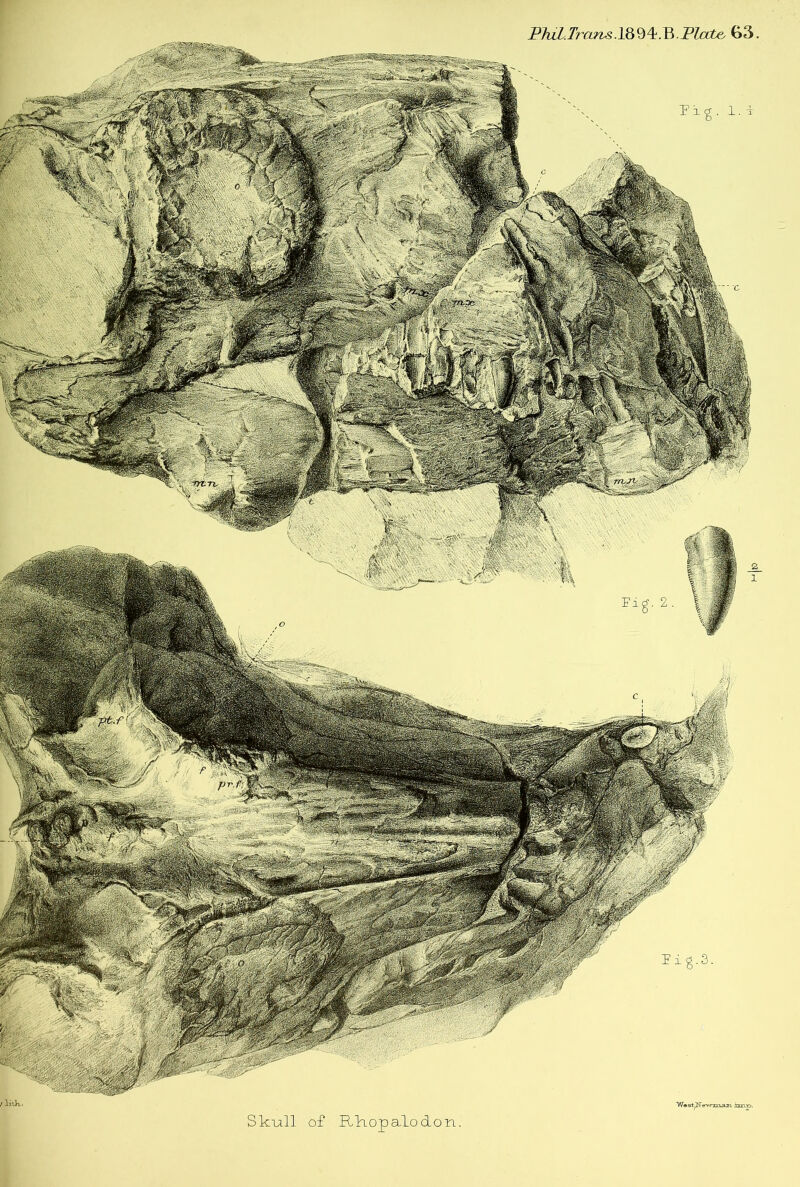 P7wZ./ra^.l894.B.jPZate 63 r litk. Skull of Rliopalodon. W# stpTewxri^Lia imp.